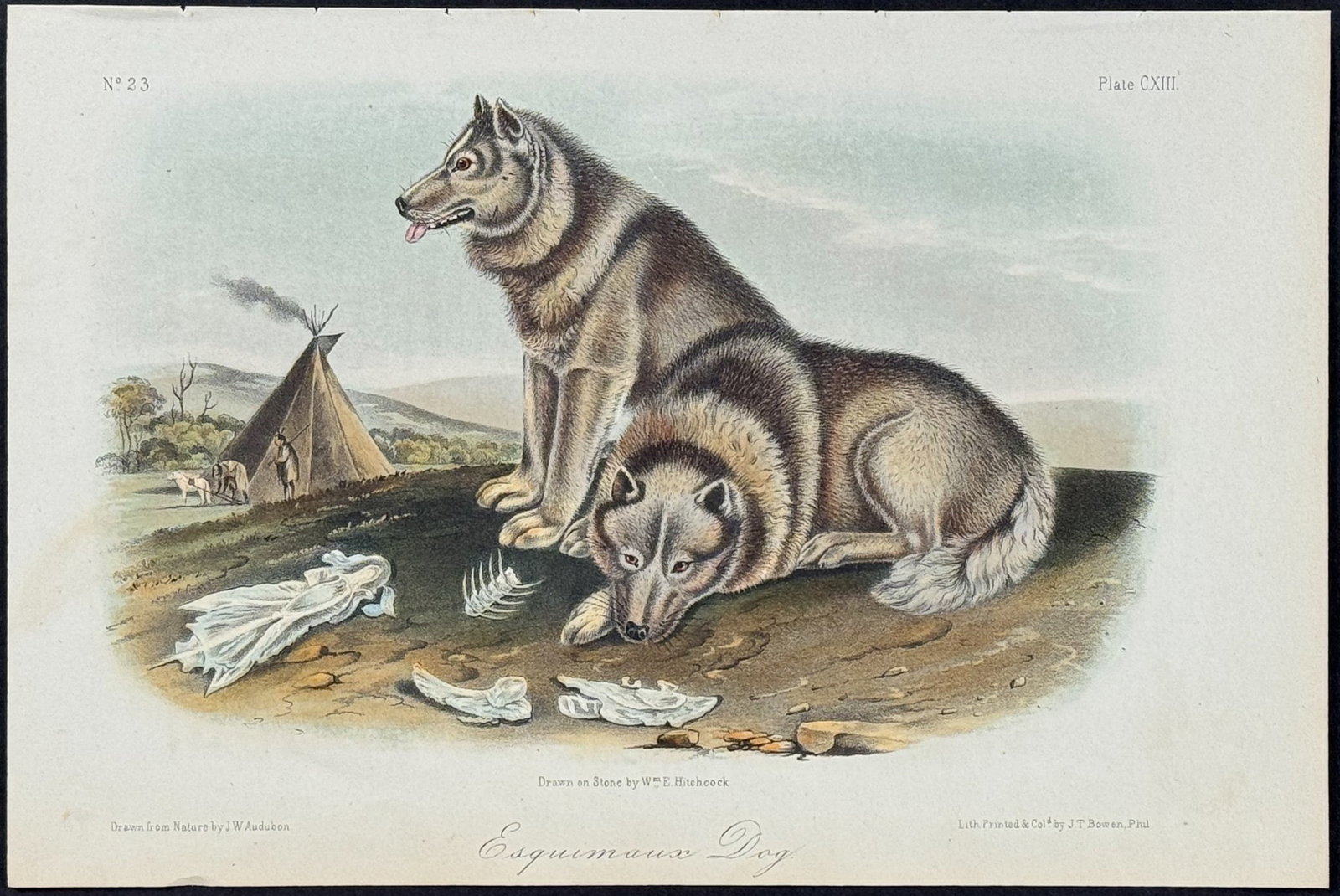 Audubon - Esquimaux Dog. 113: This octavo lithograph is from John James Audubon's The Quadrupeds of North America. The work was published in New York in 1854. Quadrupeds was Audubon's final great natural history work. His animal d