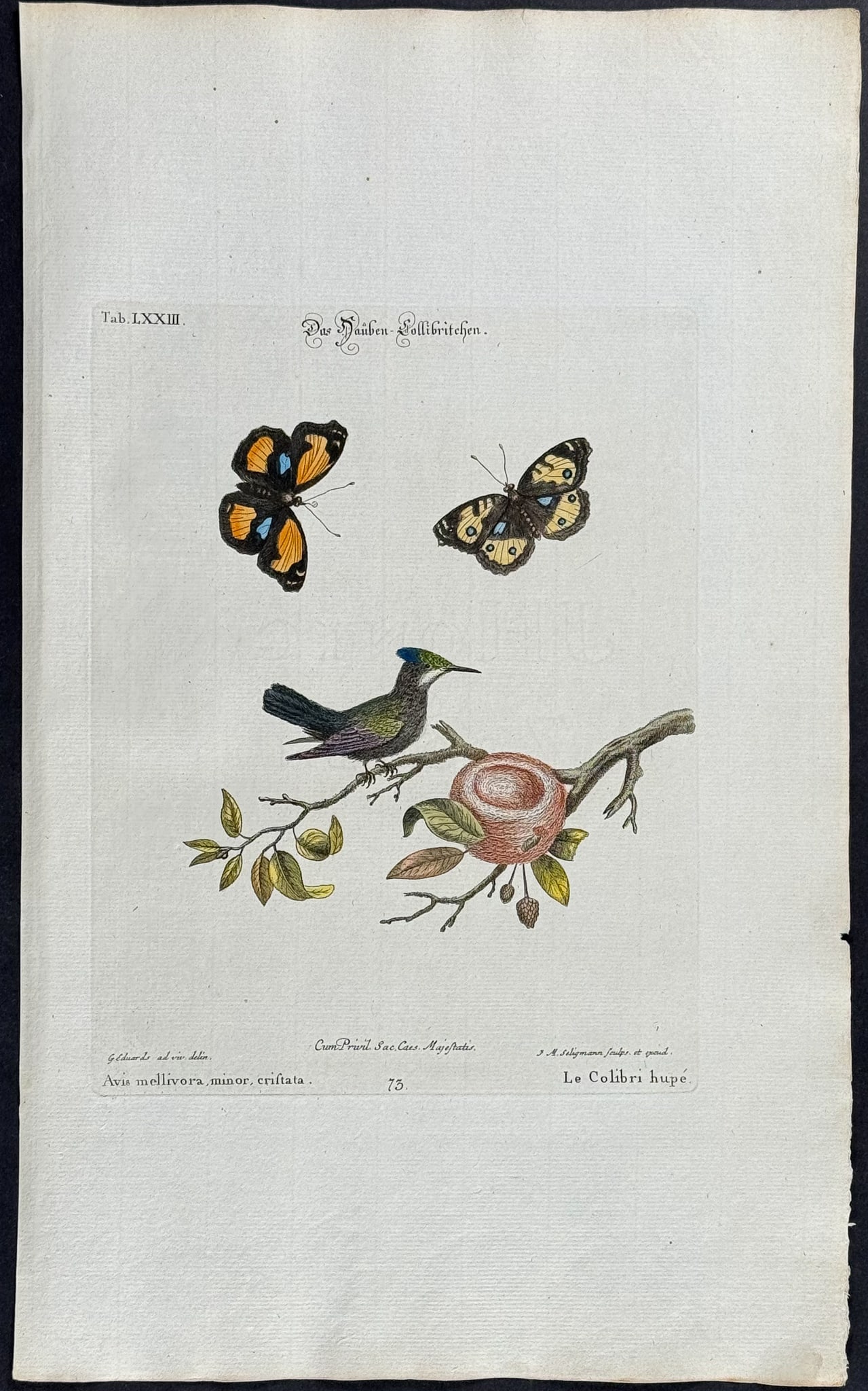 Edwards & Seligmann - Crested Hummingbird & Nest & Butterflies. 73: Johann Seligmann created this wonderful folio work featuring the art of both George Edwards and Mark Catesby. Entitled Sammlung verschiedener auslandischer und seltener Vogel, the rare work features b