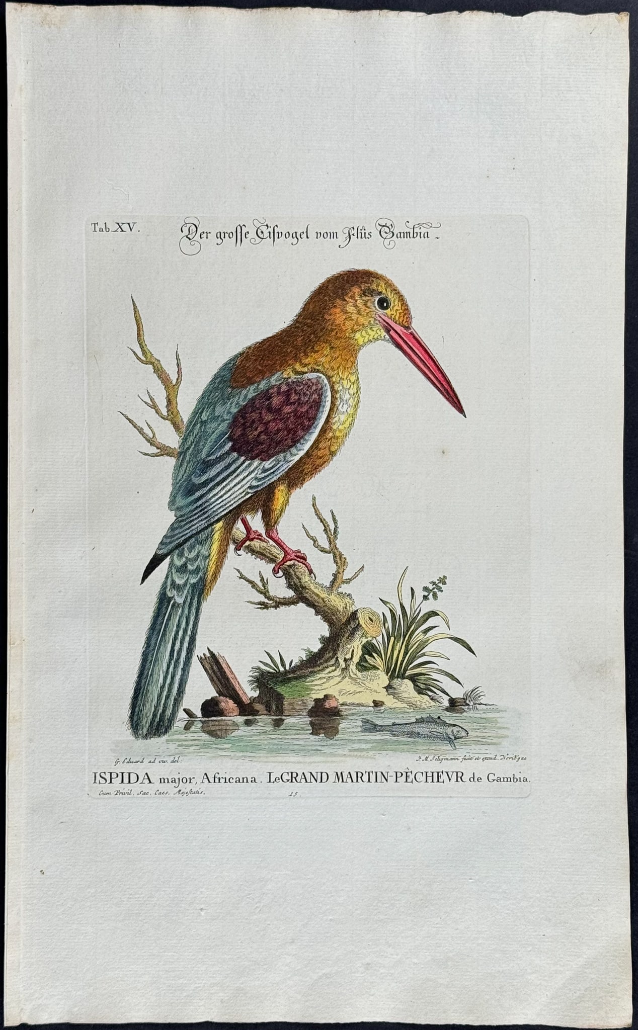 Edwards & Seligmann - Kingfisher. 15: Johann Seligmann created this wonderful folio work featuring the art of both George Edwards and Mark Catesby. Entitled Sammlung verschiedener auslandischer und seltener Vogel, the rare work features b