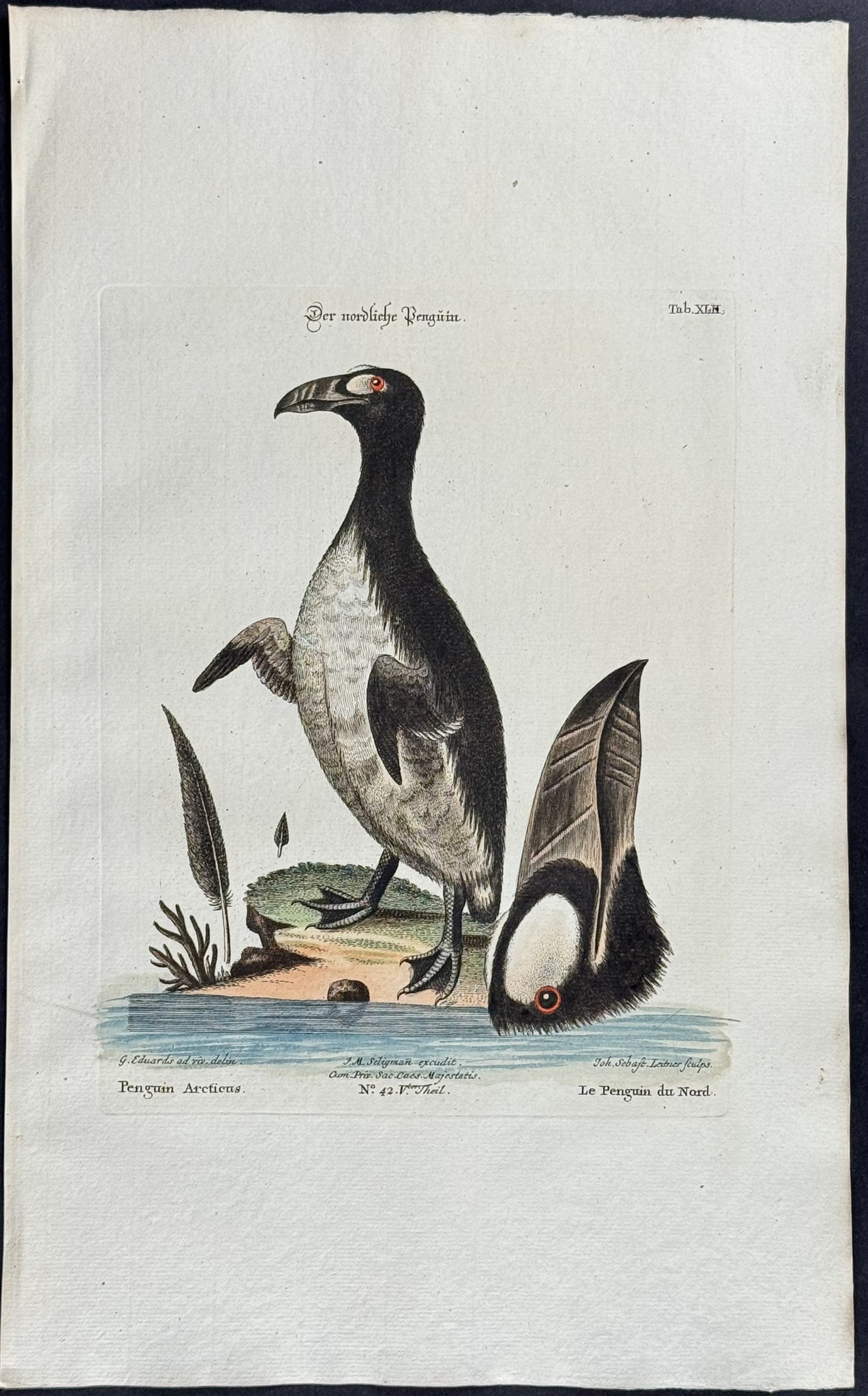 Edwards & Seligmann - Penguin. 42: Johann Seligmann created this wonderful folio work featuring the art of both George Edwards and Mark Catesby. Entitled Sammlung verschiedener auslandischer und seltener Vogel, the rare work features b