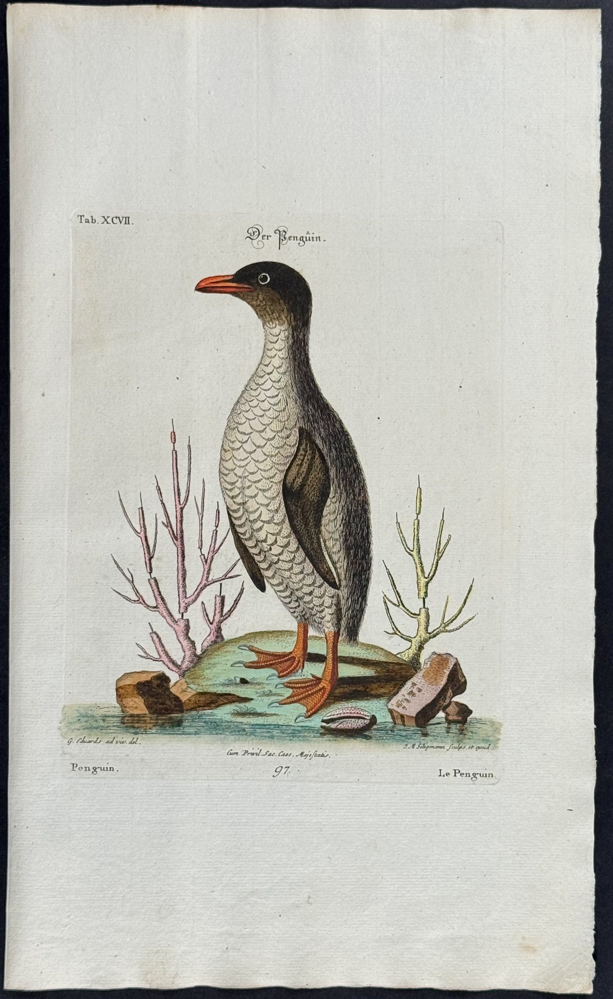 Edwards & Seligmann - Penguin & Coral. 97: Johann Seligmann created this wonderful folio work featuring the art of both George Edwards and Mark Catesby. Entitled Sammlung verschiedener auslandischer und seltener Vogel, the rare work features b
