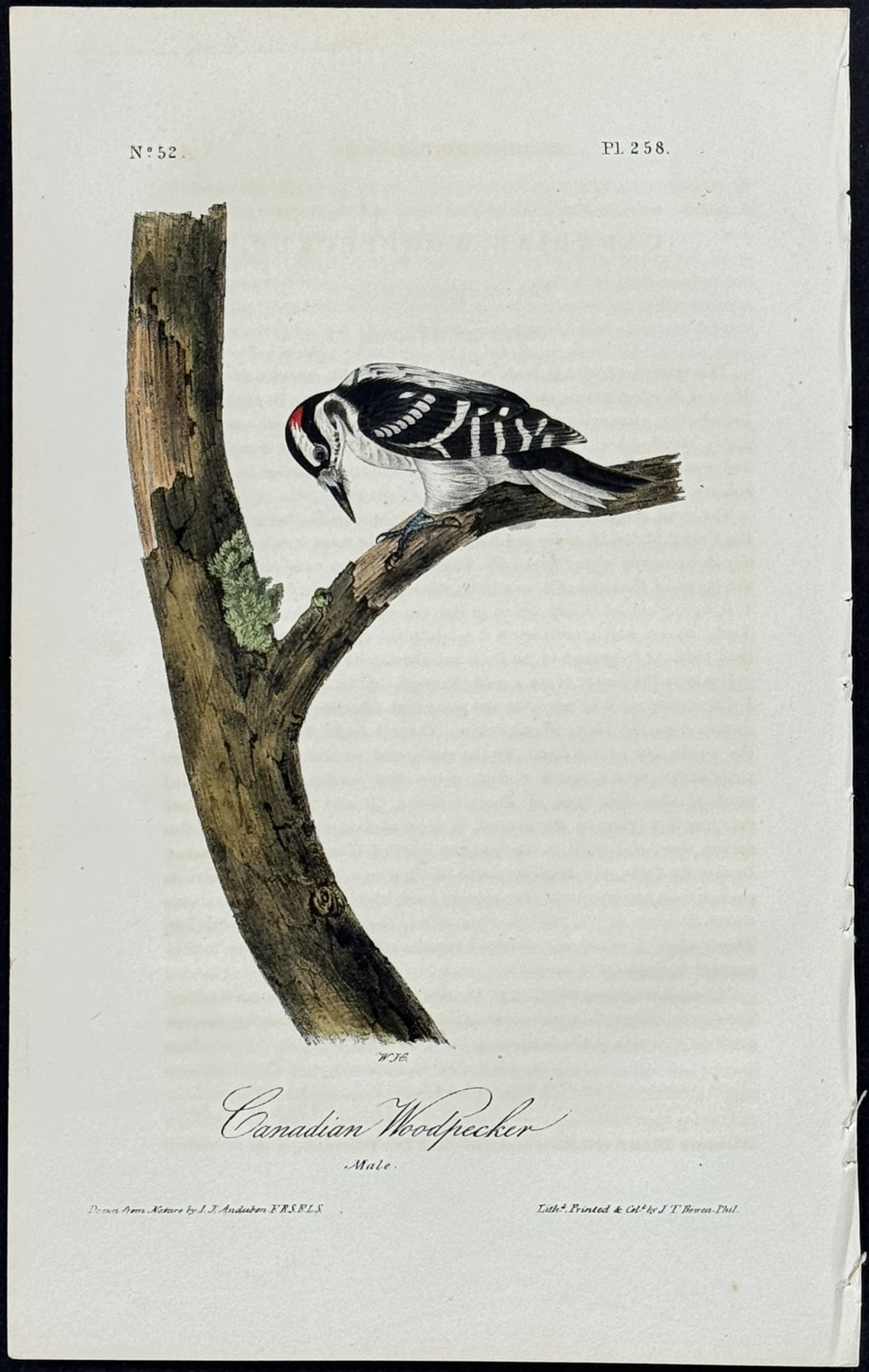 Audubon - Canadian Woodpecker. 258 (1 of 1)