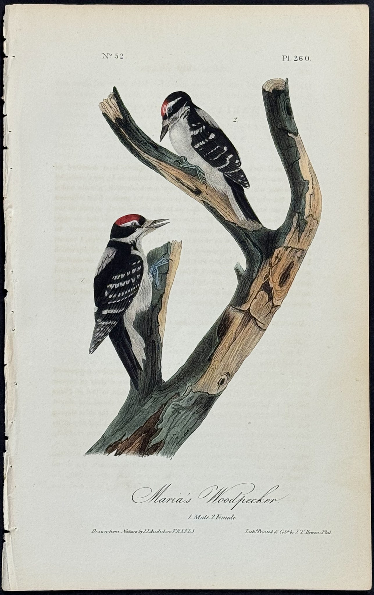 Audubon - Maria's Woodpecker. 260 (1 of 1)