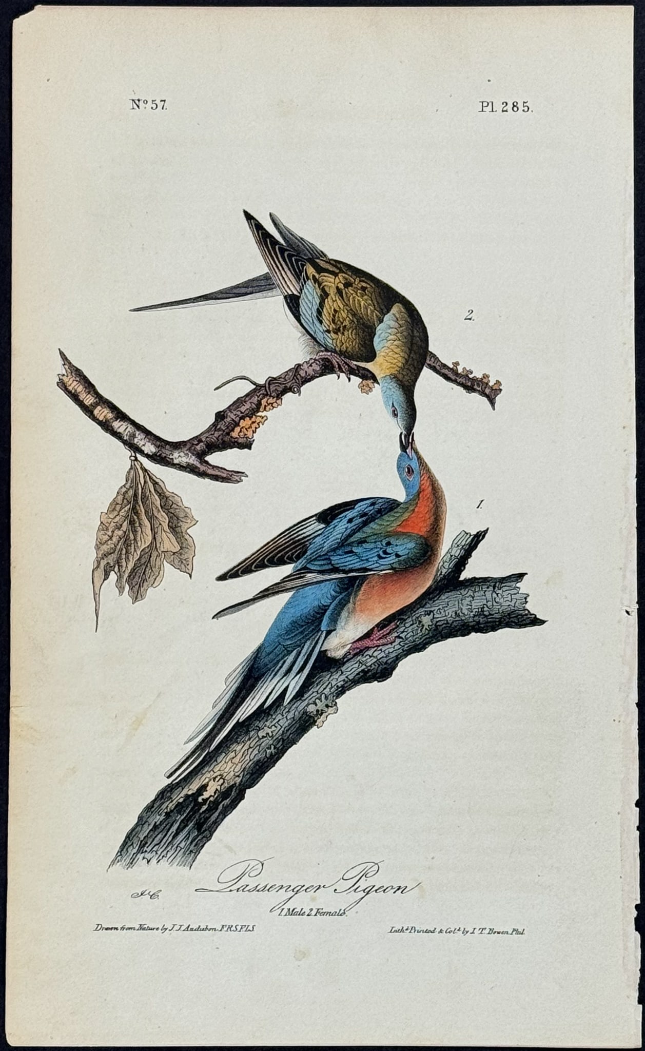 Audubon - Passenger Pigeon. 285 (1 of 1)