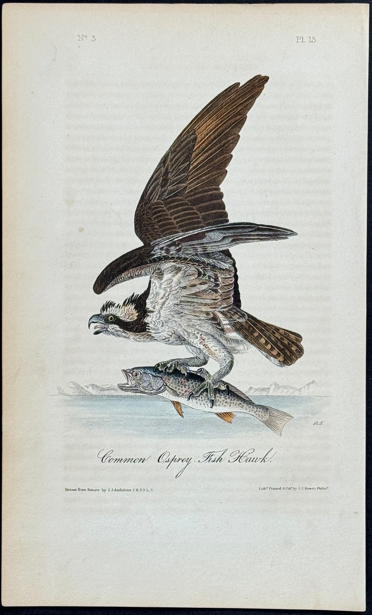 Audubon - Common Osprey Fish Hawk. 15 (1 of 1)