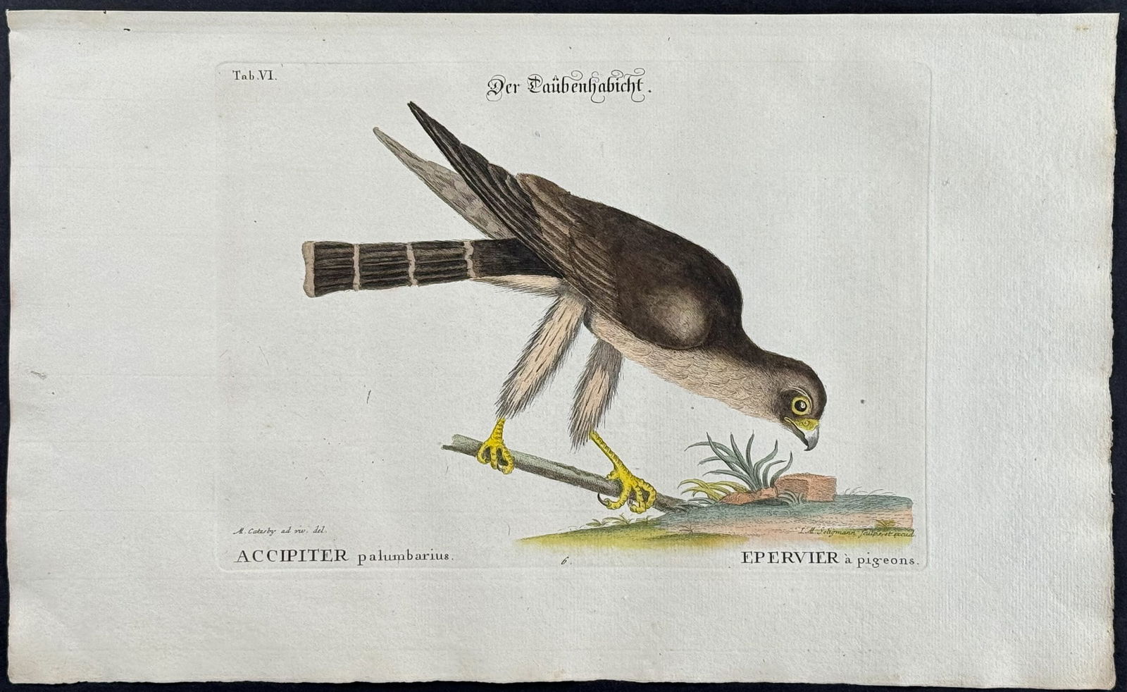 Catesby & Seligmann - Pigeon-Hawk. 6: Johann Seligmann created this wonderful folio work featuring the art of both George Edwards and Mark Catesby. Entitled Sammlung verschiedener auslandischer und seltener Vogel, the rare work features b