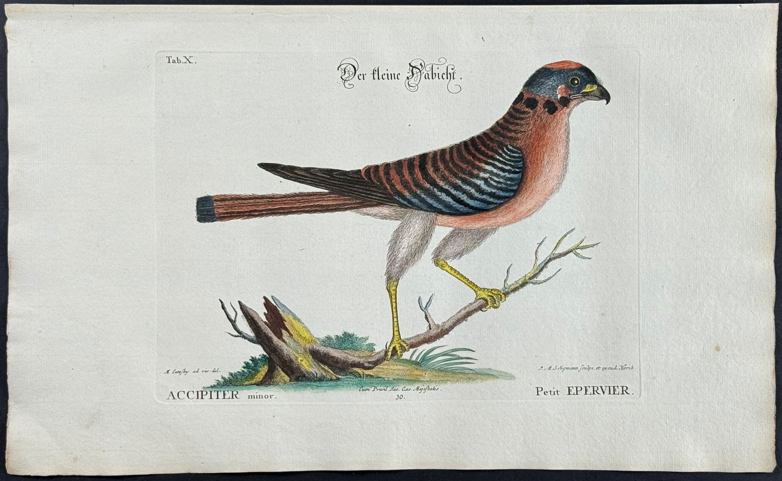 Catesby & Seligmann - Little Hawk. 10: Johann Seligmann created this wonderful folio work featuring the art of both George Edwards and Mark Catesby. Entitled Sammlung verschiedener auslandischer und seltener Vogel, the rare work features b