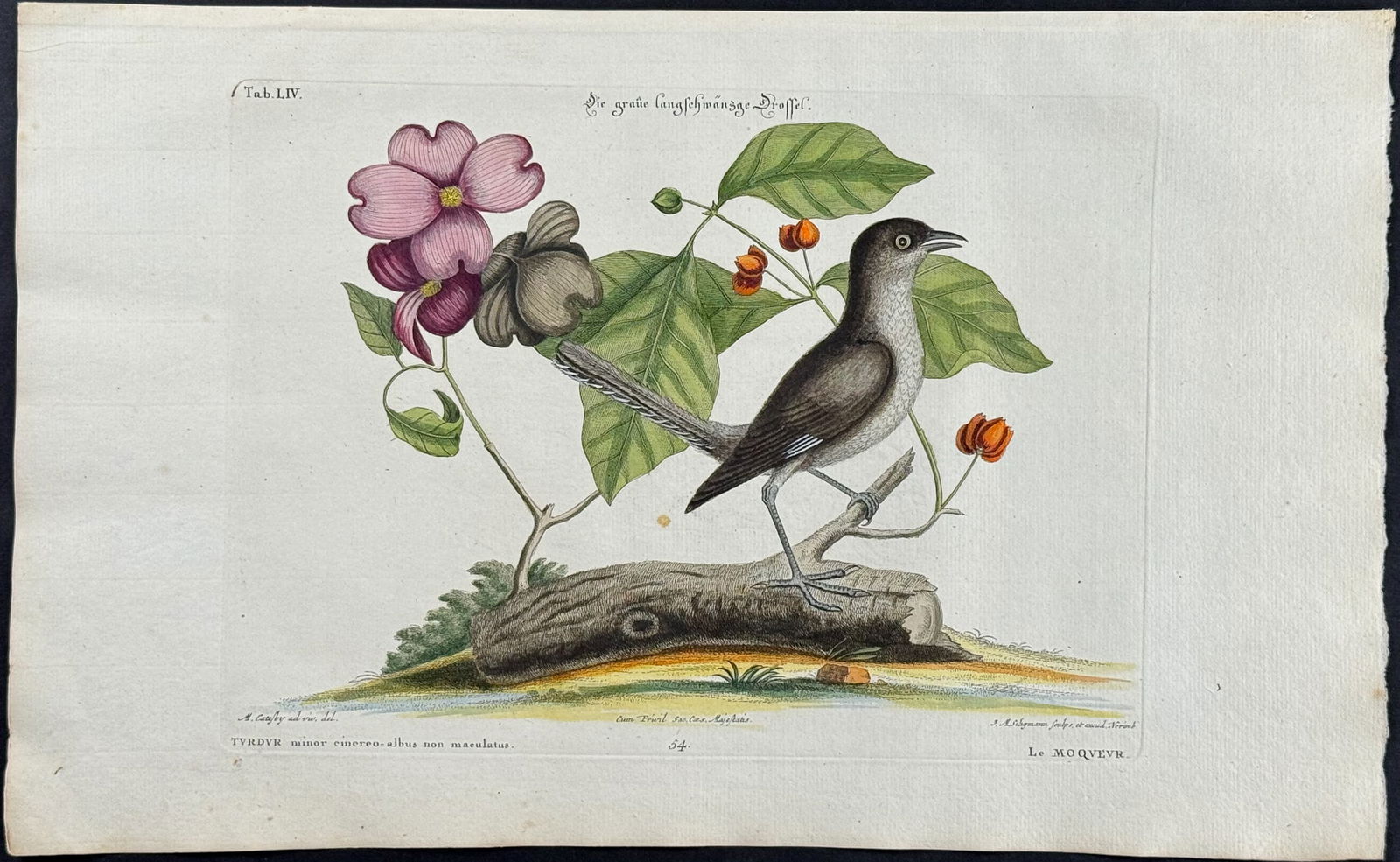 Catesby & Seligmann - Florida Mockingbird. 54 (1 of 1)