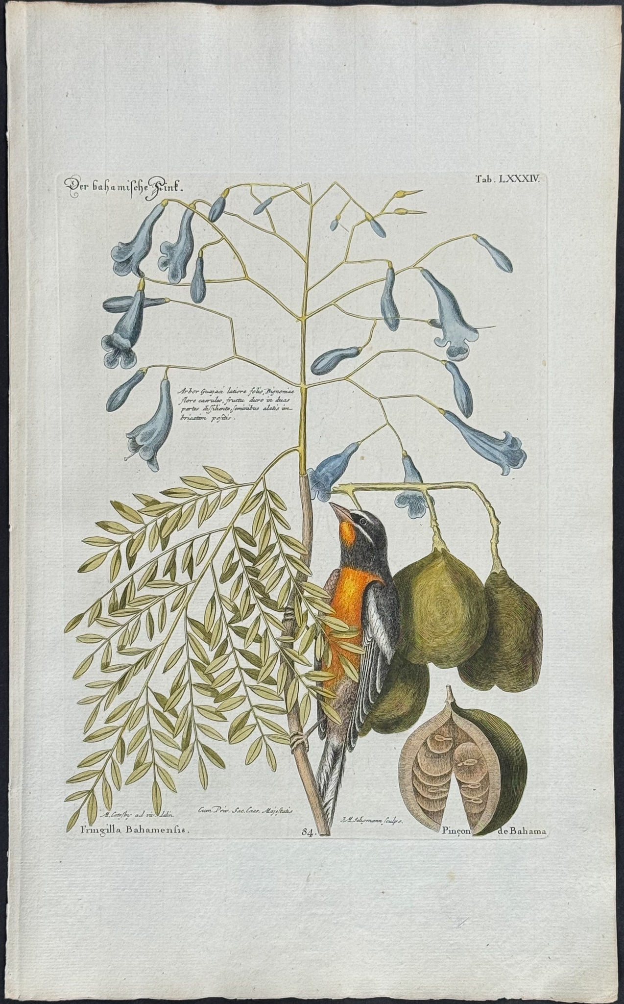 Catesby & Seligmann - Bahama Finch. 84 (1 of 1)