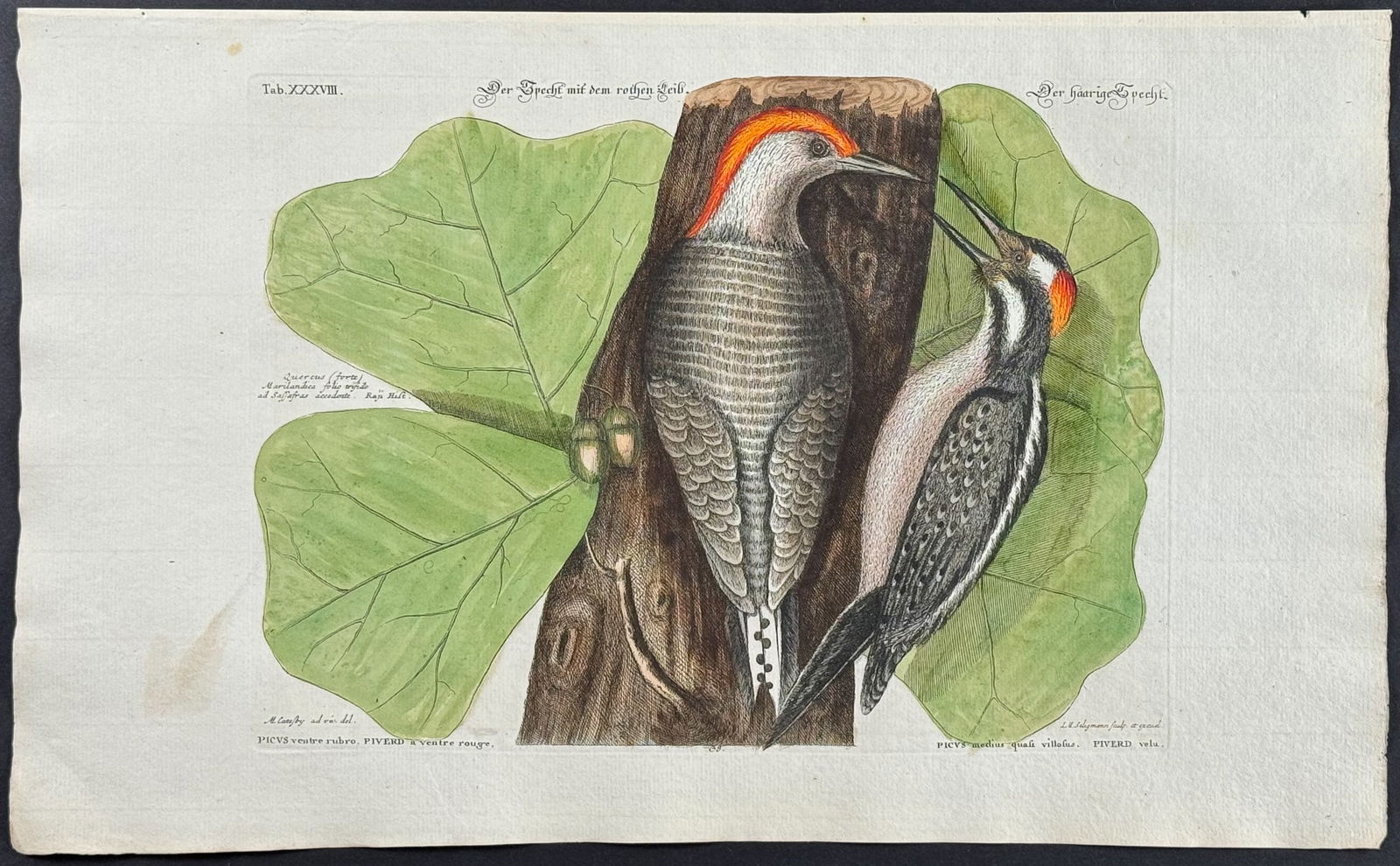 Catesby & Seligmann - Woodpeckers. 38: Johann Seligmann created this wonderful folio work featuring the art of both George Edwards and Mark Catesby. Entitled Sammlung verschiedener auslandischer und seltener Vogel, the rare work features b