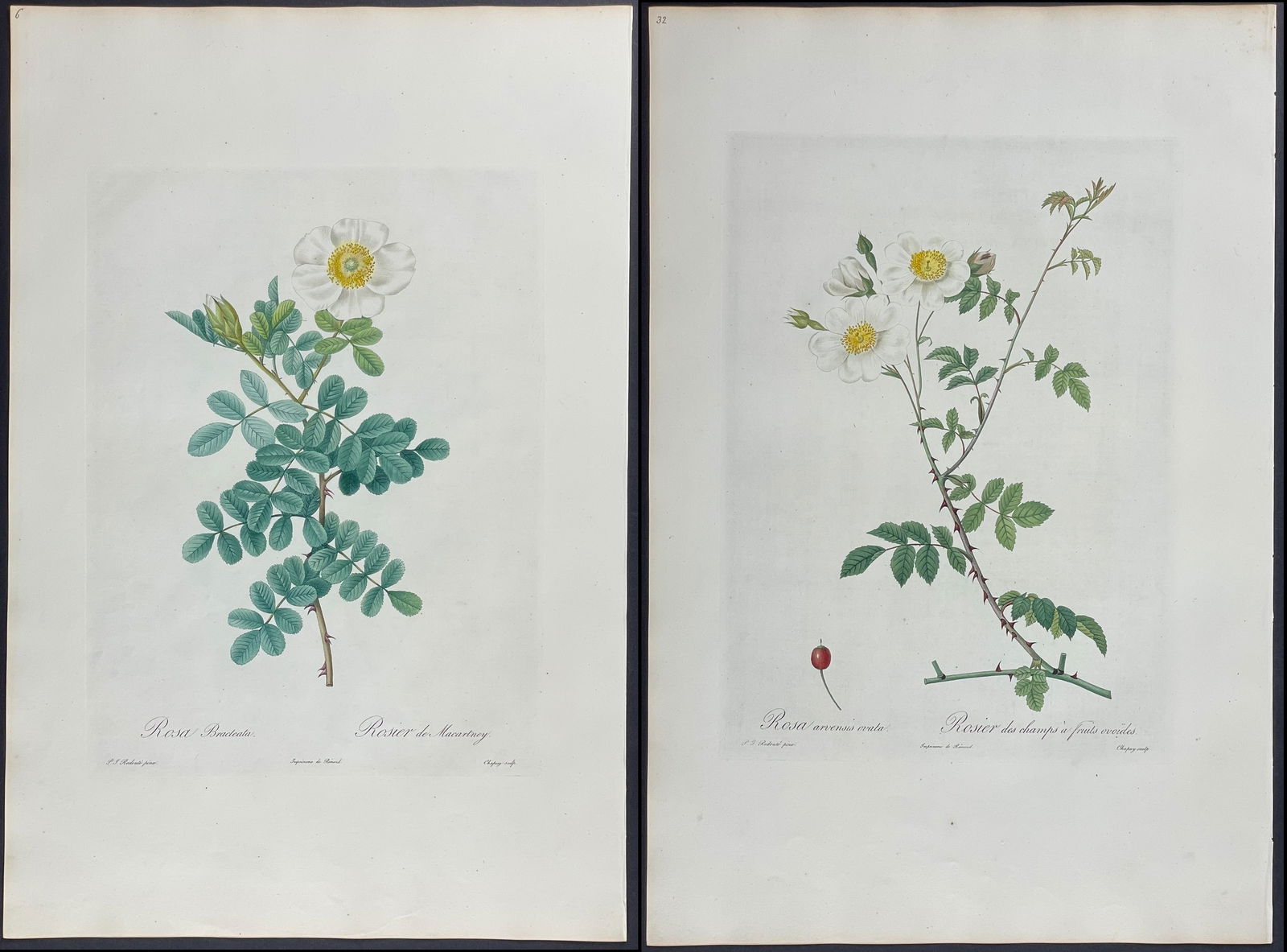 Redoute, Rare, Large Folio - Pair of Rose Engravings (1 of 3)