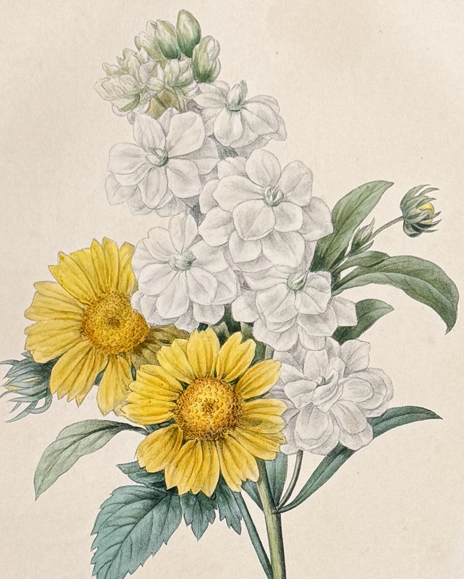 Redoute & Villain, Rare - Bouquet of Flowers: Chrysanthemum, Flowers. 29: This lovely and exceedingly rare hand-colored lithograph is an untitled work involving Pierre Joseph Redoute. It seems to now be referred to as Bouquet des Fleurs. The spine had been titled Fleurs de 