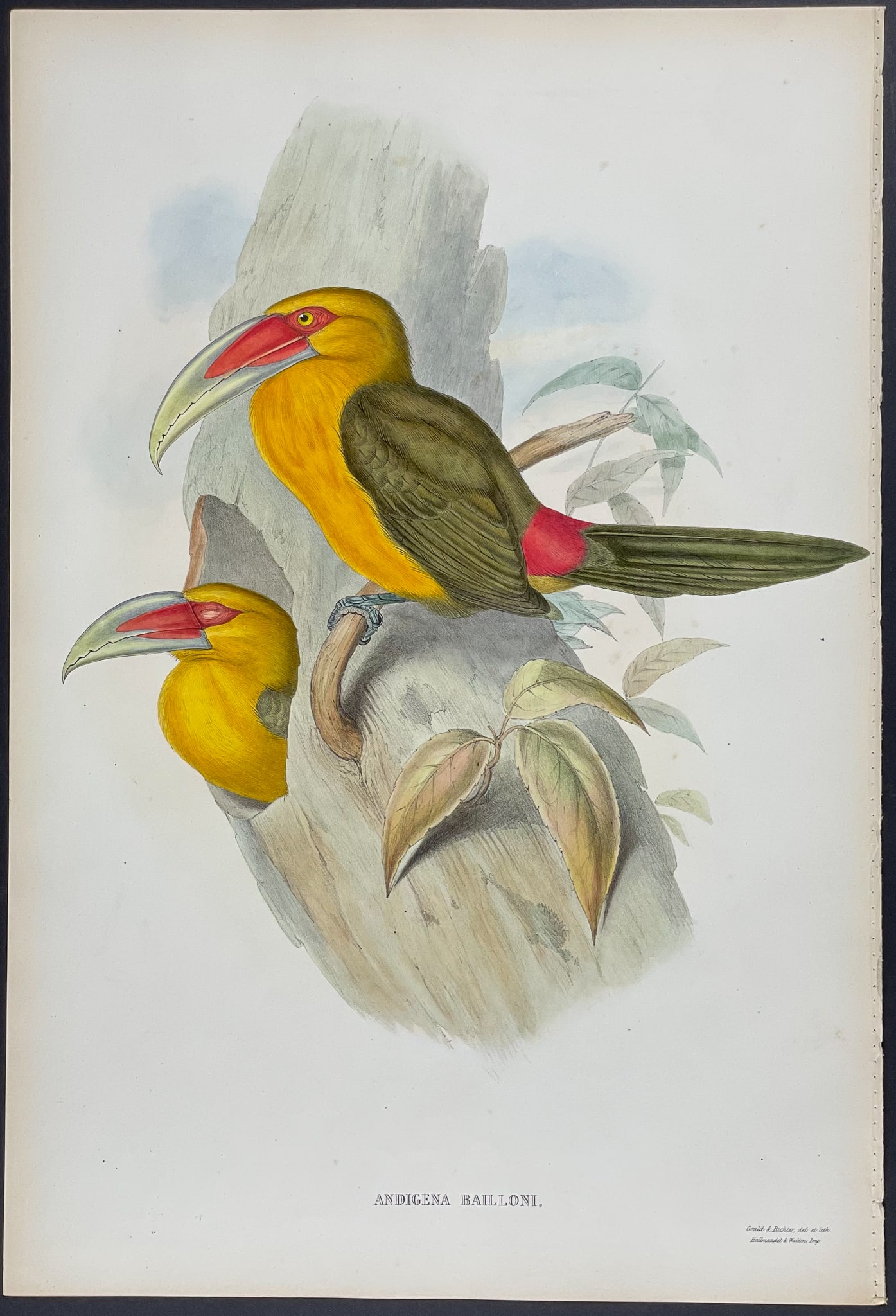 Gould - Saffron-coloured Hill Toucan (1 of 1)