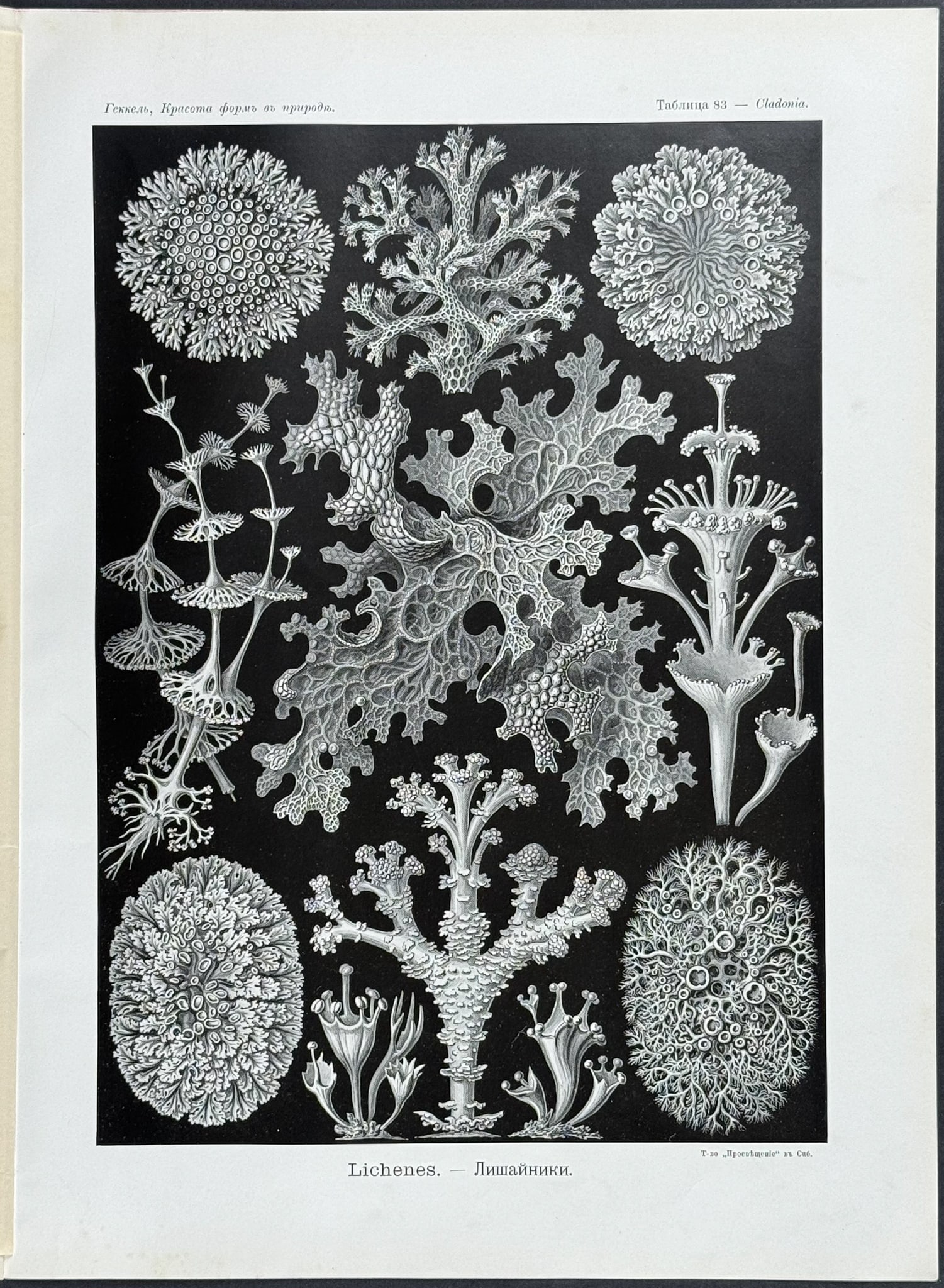 Haeckel - Lichen; Lichenes. 83 (1 of 1)