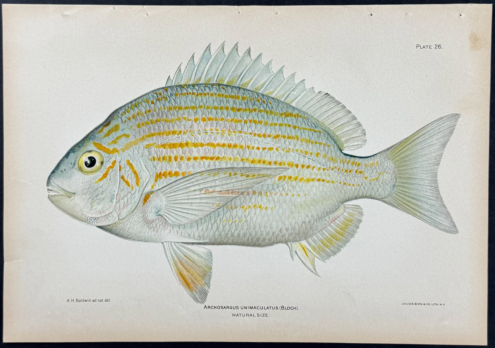 Bien - Fish (Archosargus Unimculatus). 26: This colorful fish chromolithograph is from Investigations of the Aquatic Resources and Fisheries of Porto Rico (Puerto Rico). The work was authored by Barton Warren Evermann & the United States Fish 