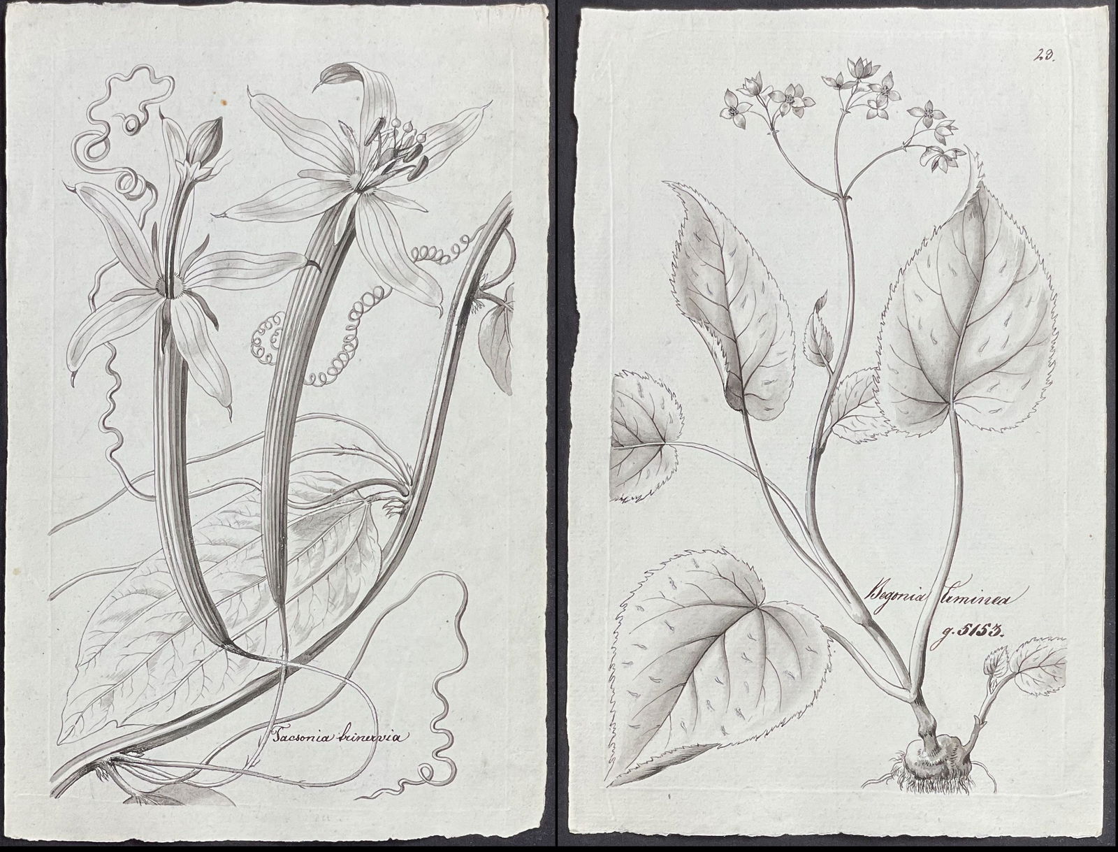 Weiss, Rare - 4 Original Botanical Illustrations (1 of 5)