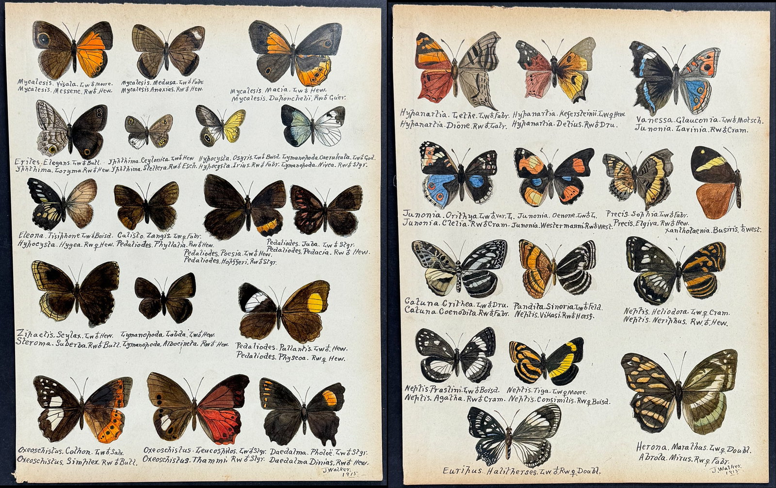 Walker - 5 Original Watercolors of Butterflies or Moths: This rich original watercolor is of butterflies or moths. It's from a watercolor album done by James John Walker titled Exotic Butterflies Drawn and Coloured from ?.Specimens in own collection. They w