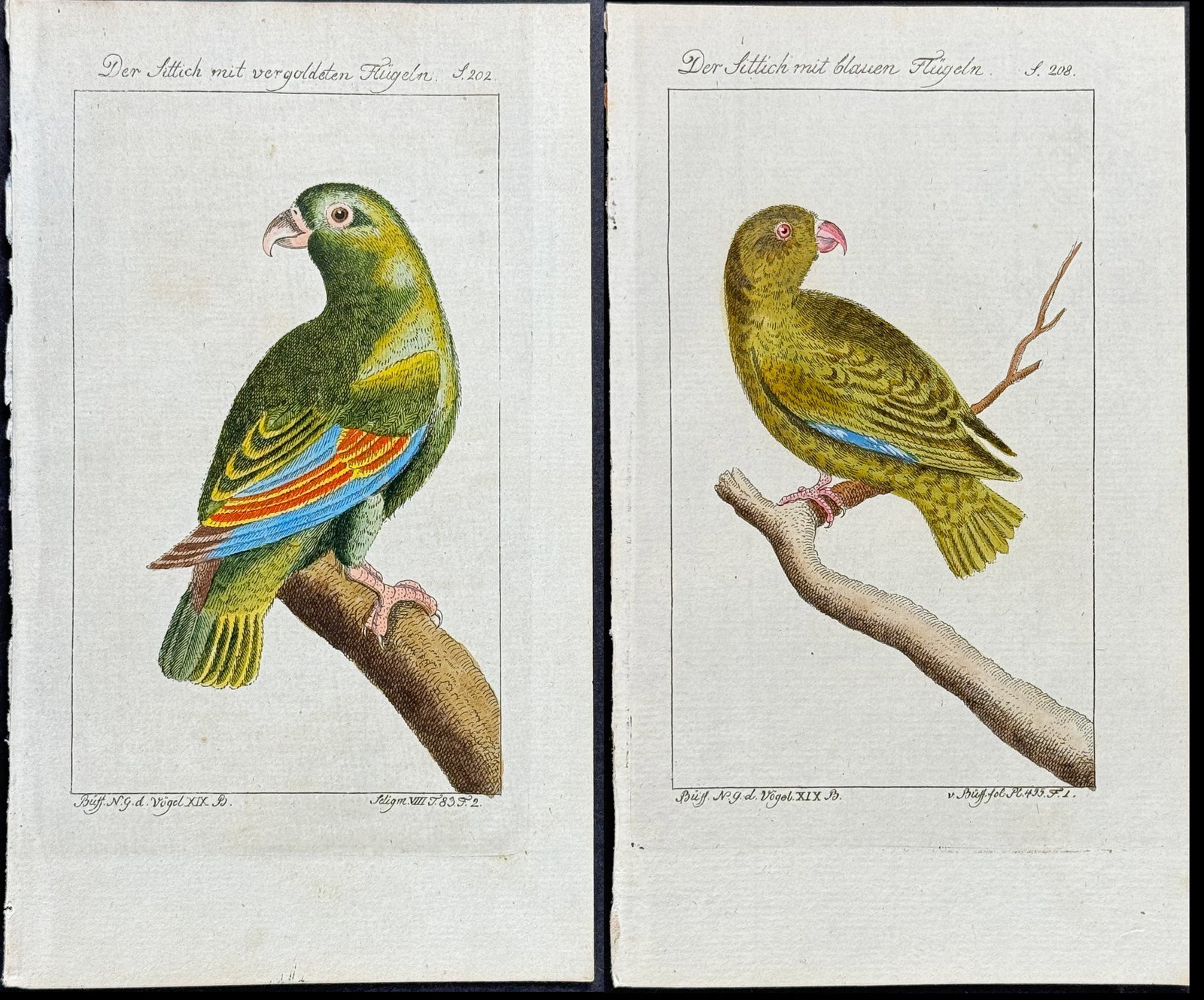 Buffon - 6 Parrot Engravings (1 of 7)