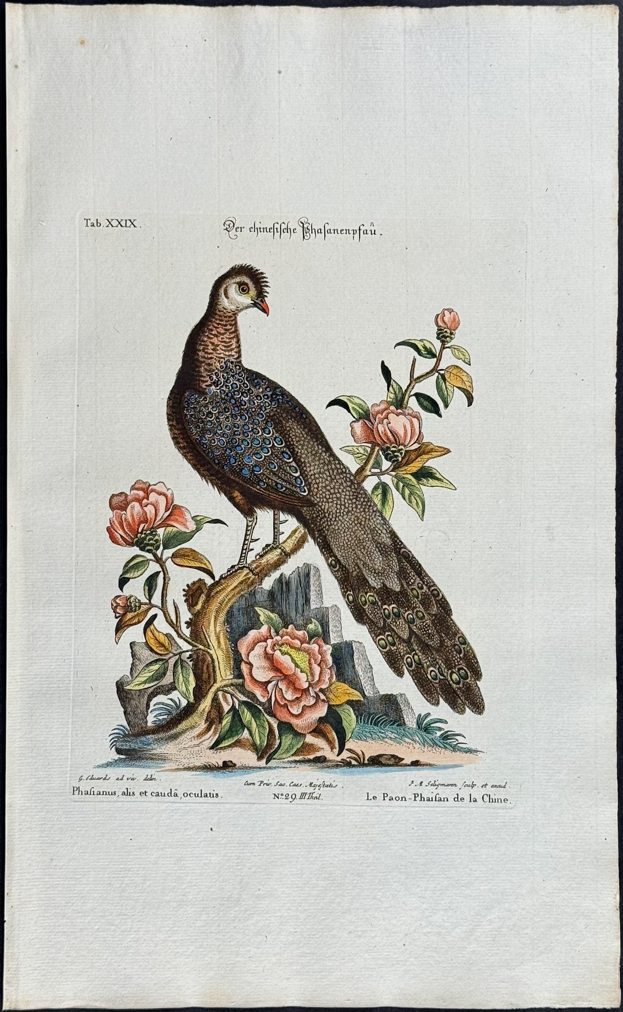 Edwards & Seligmann - Pheasant & Camellia. 29: Johann Seligmann created this wonderful folio work featuring the art of both George Edwards and Mark Catesby. Entitled Sammlung verschiedener auslandischer und seltener Vogel, the rare work features b
