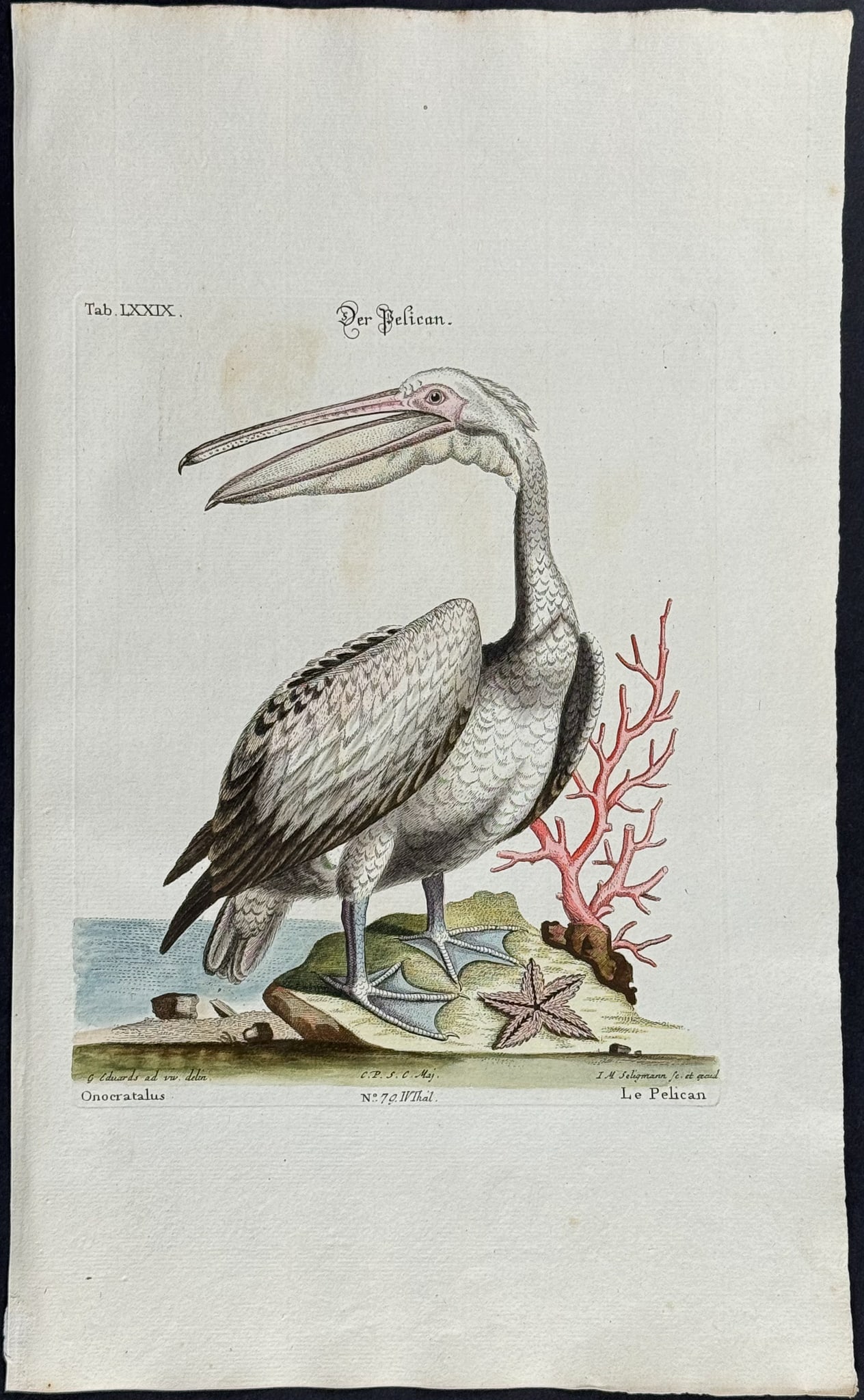 Edwards & Seligmann - Pelican & Coral. 79: Johann Seligmann created this wonderful folio work featuring the art of both George Edwards and Mark Catesby. Entitled Sammlung verschiedener auslandischer und seltener Vogel, the rare work features b