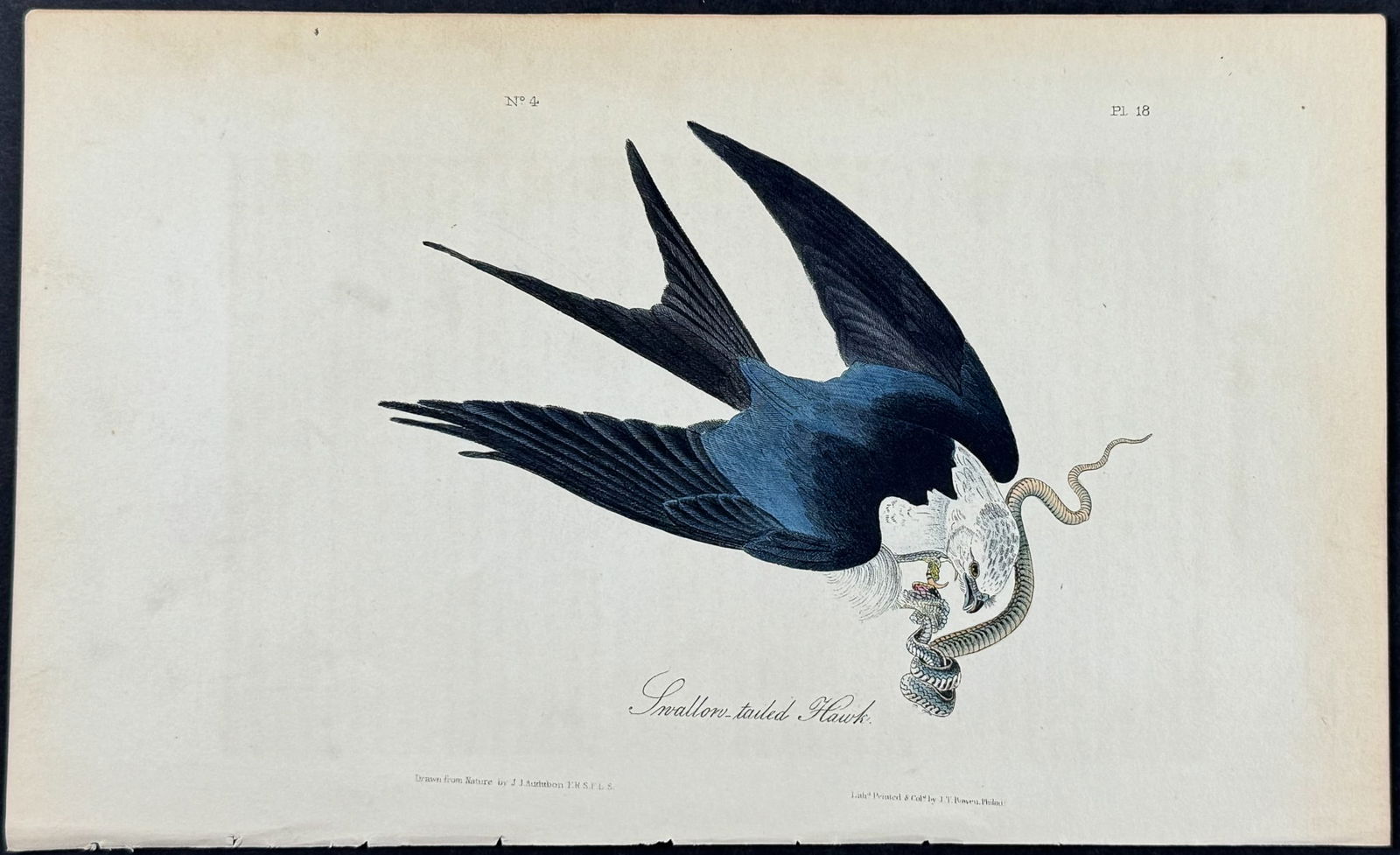 Audubon - Swallow-tailed Hawk. 18 (1 of 1)