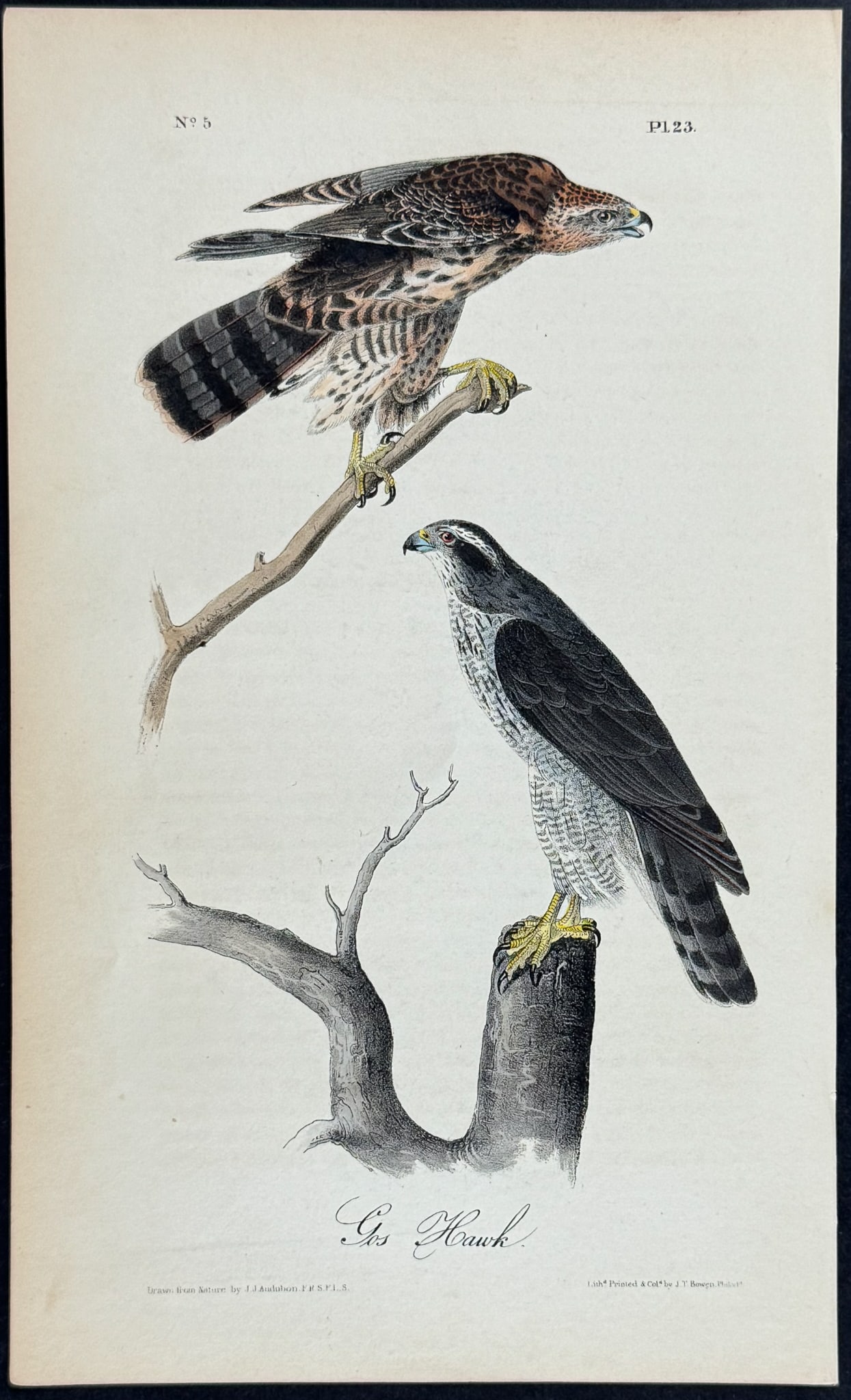 Audubon - Goshawk. 23: This hand-colored lithograph comes from John James Audubon's first octavo edition of Birds of America published from 1840 to 1844. The work was completed under the direct supervision of J. J. Audubon.