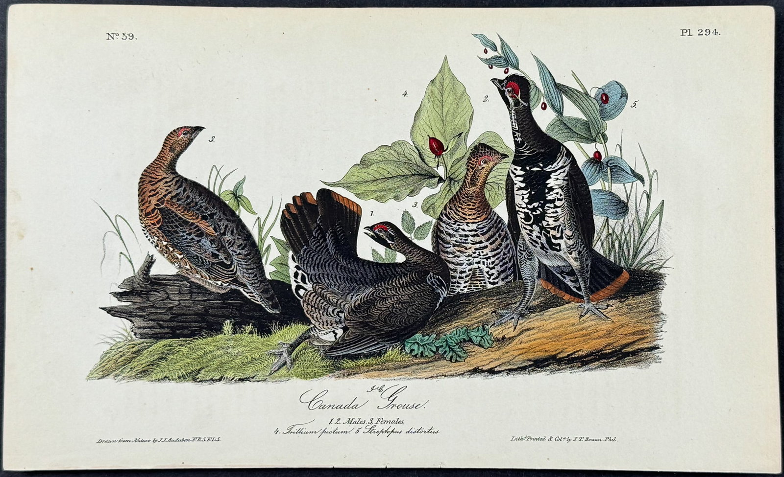 Audubon - Canada Grouse. 210 (1 of 1)