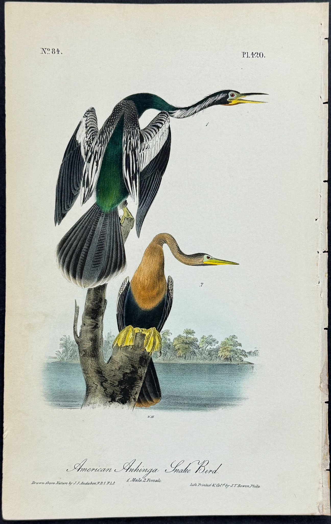Audubon - American Anhinga or Snake Bird. 420 (1 of 1)