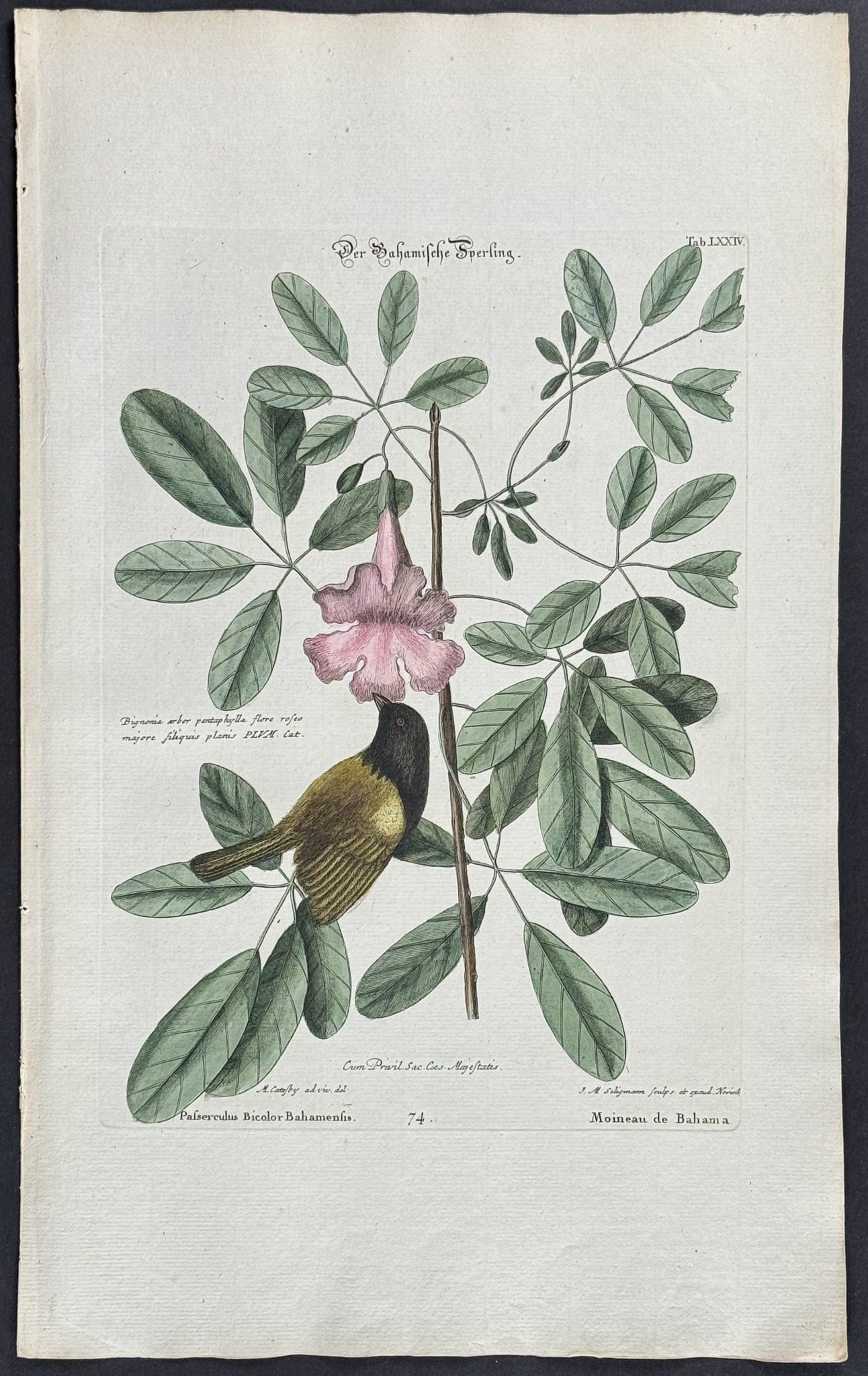 Catesby & Seligmann - Bahama Sparrow & Bignonia. 74: Johann Seligmann created this wonderful folio work featuring the art of both George Edwards and Mark Catesby. Entitled Sammlung verschiedener auslandischer und seltener Vogel, the rare work features b