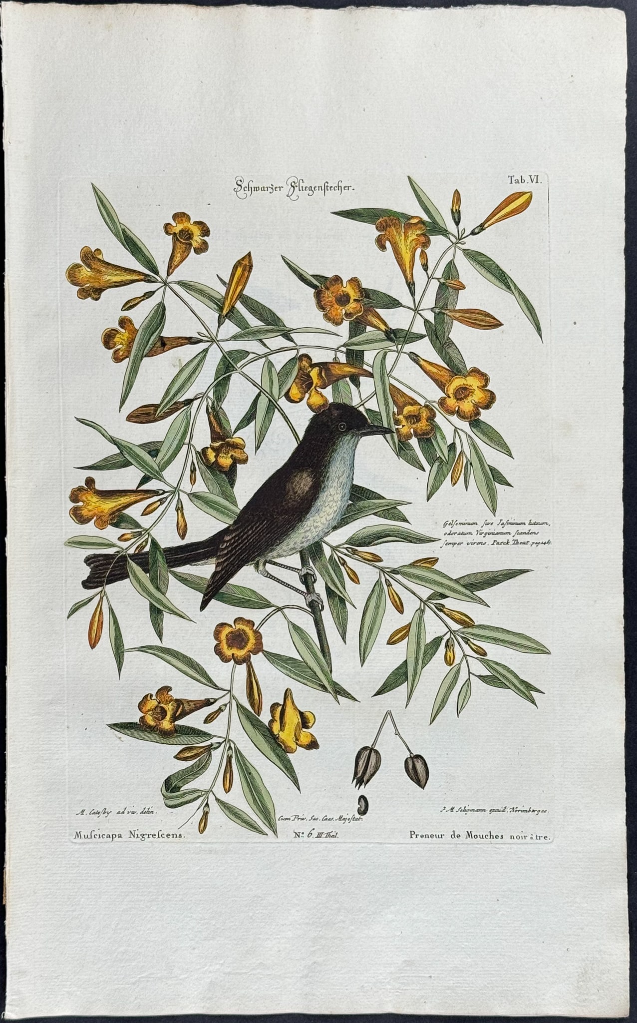 Catesby & Seligmann - Blackcap Flycatcher. 6: Johann Seligmann created this wonderful folio work featuring the art of both George Edwards and Mark Catesby. Entitled Sammlung verschiedener auslandischer und seltener Vogel, the rare work features b