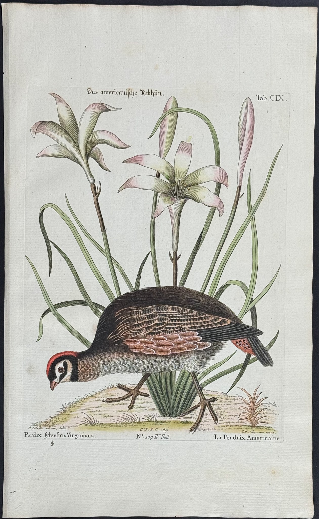 Catesby & Seligmann - American Partridge (Bobwhite) with Attamusco Lilly. 109: Johann Seligmann created this wonderful folio work featuring the art of both George Edwards and Mark Catesby. Entitled Sammlung verschiedener auslandischer und seltener Vogel, the rare work features b