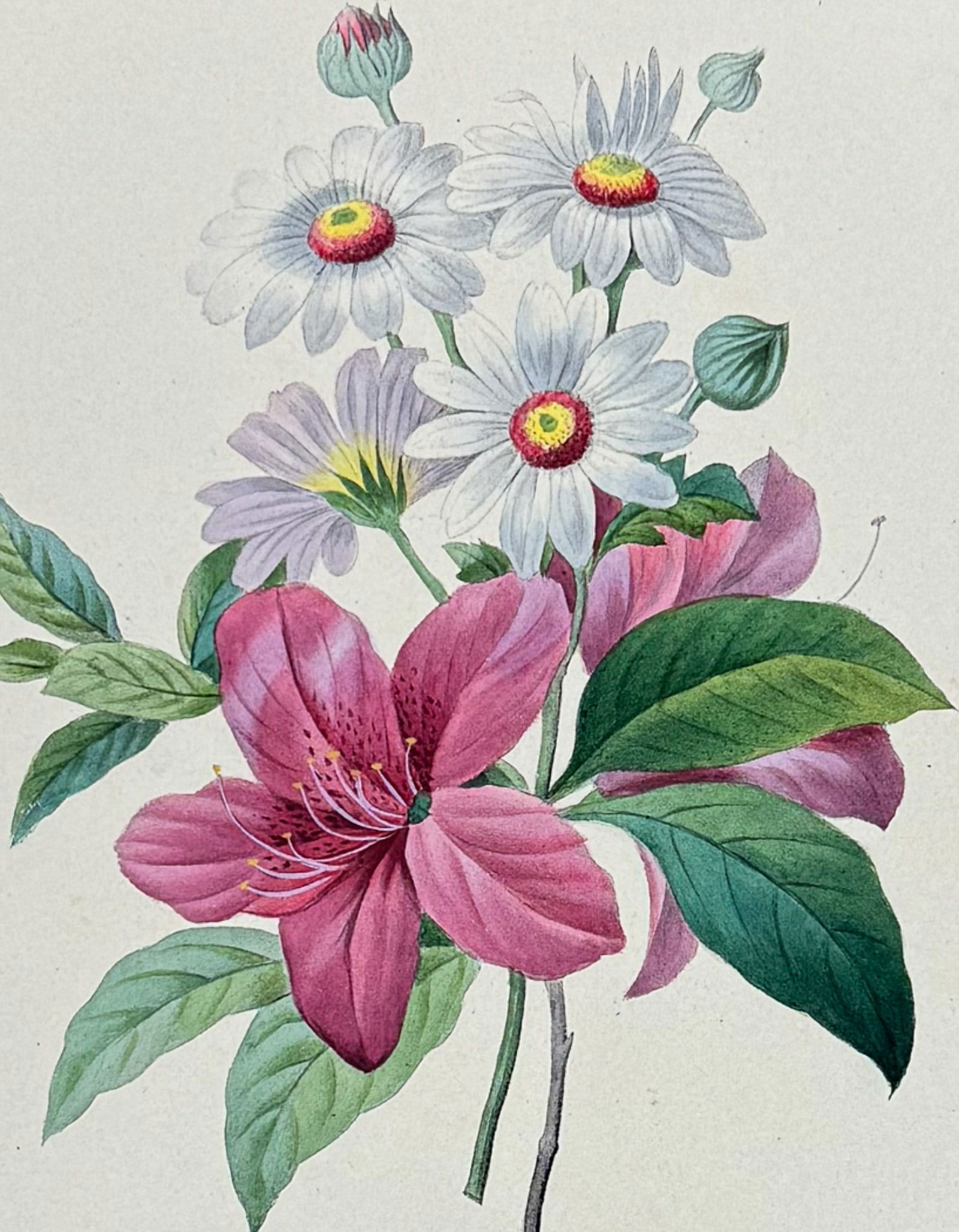 Redoute & Villain, Rare - Bouquet of Flowers: Azalea, Chrysanthemum. 39 (1 of 2)