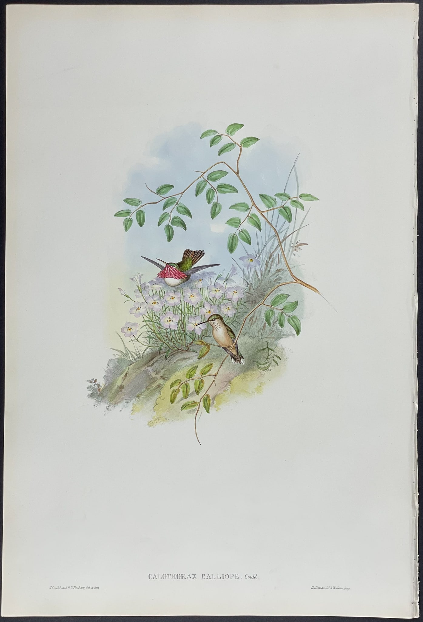 Gould - Mexican Satellite Hummingbird: This remarkable ornithology lithograph with hand-finished color is from the esteemed John Gould?s Monograph of the Trochilidae, or Family of Hummingbirds published in London between 1849 and 1887. Fam