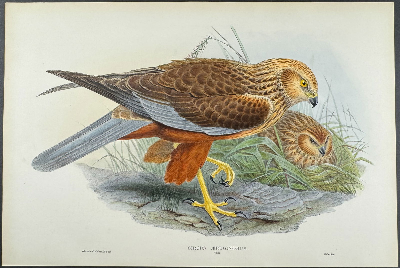 Gould - Marsh-Harrier: This remarkable folio lithograph with hand-finished color is from the esteemed John Gould?s Birds of Great Britain published between 1862 and 1873. This is an earlier printing of the work before the p