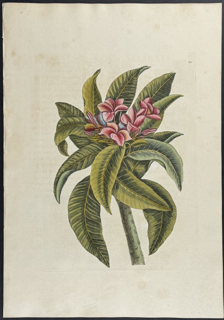 Catesby, Folio - Plumeria Flore Roseo (Red Frangipanni). 2-92: We are pleased to offer this stunning originally hand-colored engraving from Mark Catesby?s The Natural History of Carolina, Florida and the Bahama Islands: Containing the Figures of Birds, Beasts, Fi