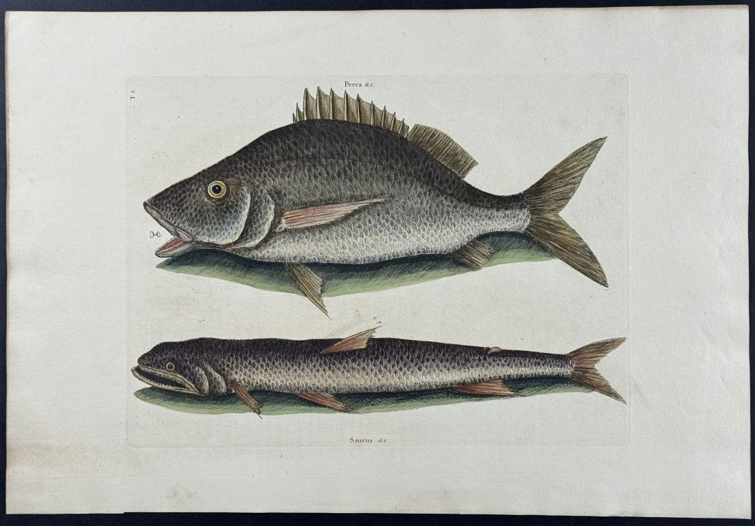 Catesby, Folio - Margate Fish & Sea Sparrow-Hawk. 2-2: We are pleased to offer this stunning originally hand-colored engraving from Mark Catesby?s The Natural History of Carolina, Florida and the Bahama Islands: Containing the Figures of Birds, Beasts, Fi