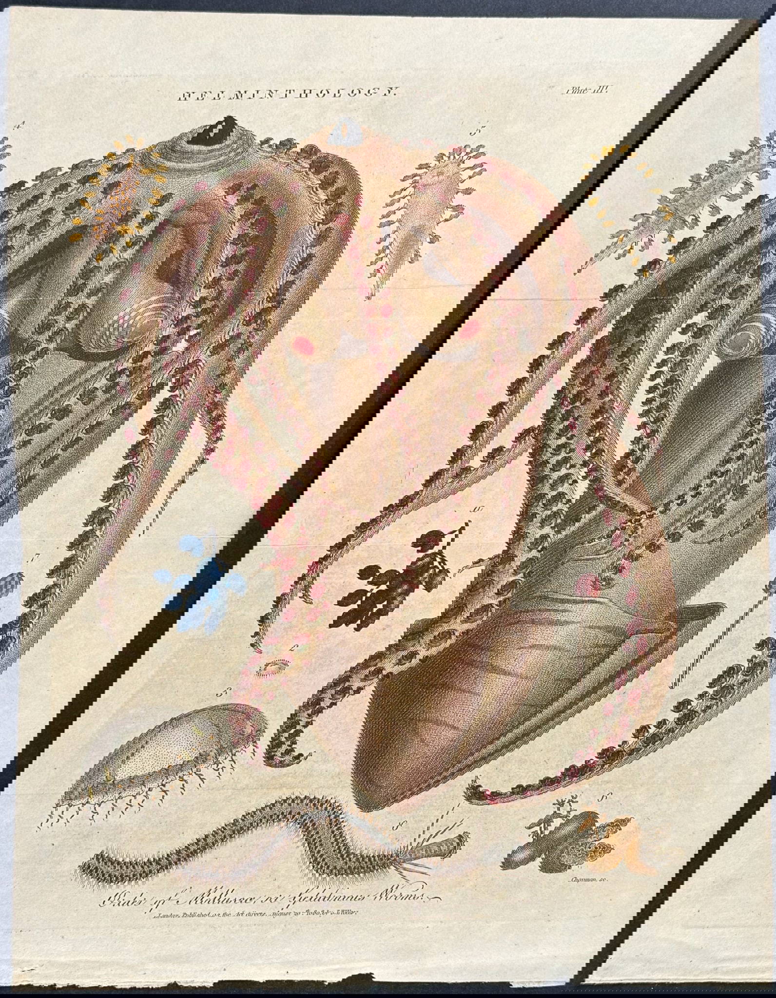 Linnaeus Octopus, Jellyfish (order Of Molluscae Or Gelatinous Worms