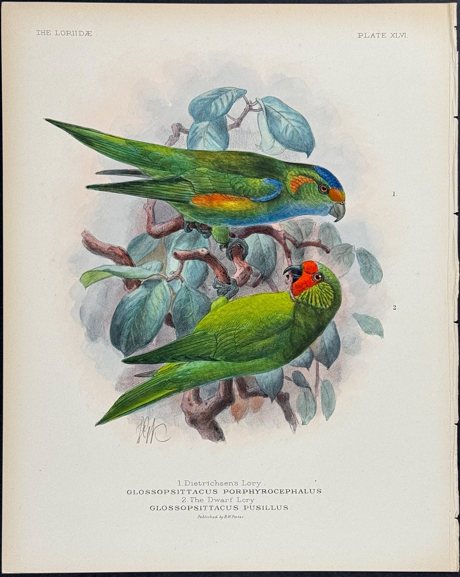 Mivart & Keulemans - Dietrichsen's Lory & Dwarf Lory. 46 (1 of 1)