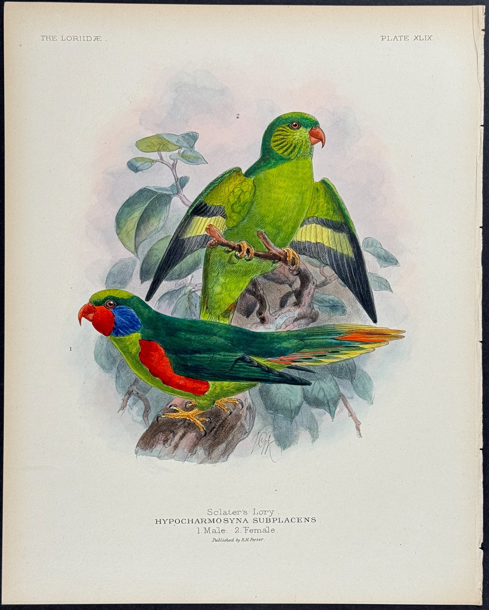 Mivart & Keulemans - Sclater's Lory. 49 (1 of 1)