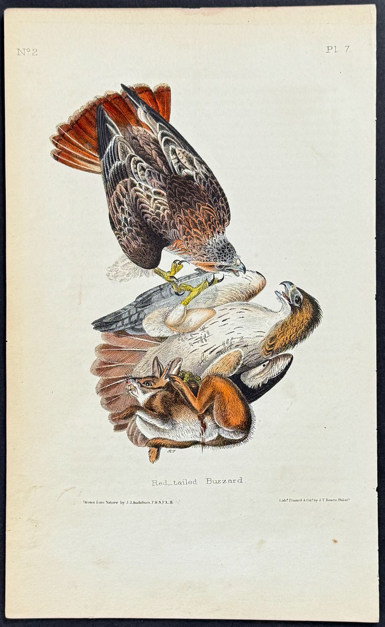 Audubon - Red-tailed Buzzard. 7 (1 of 1)