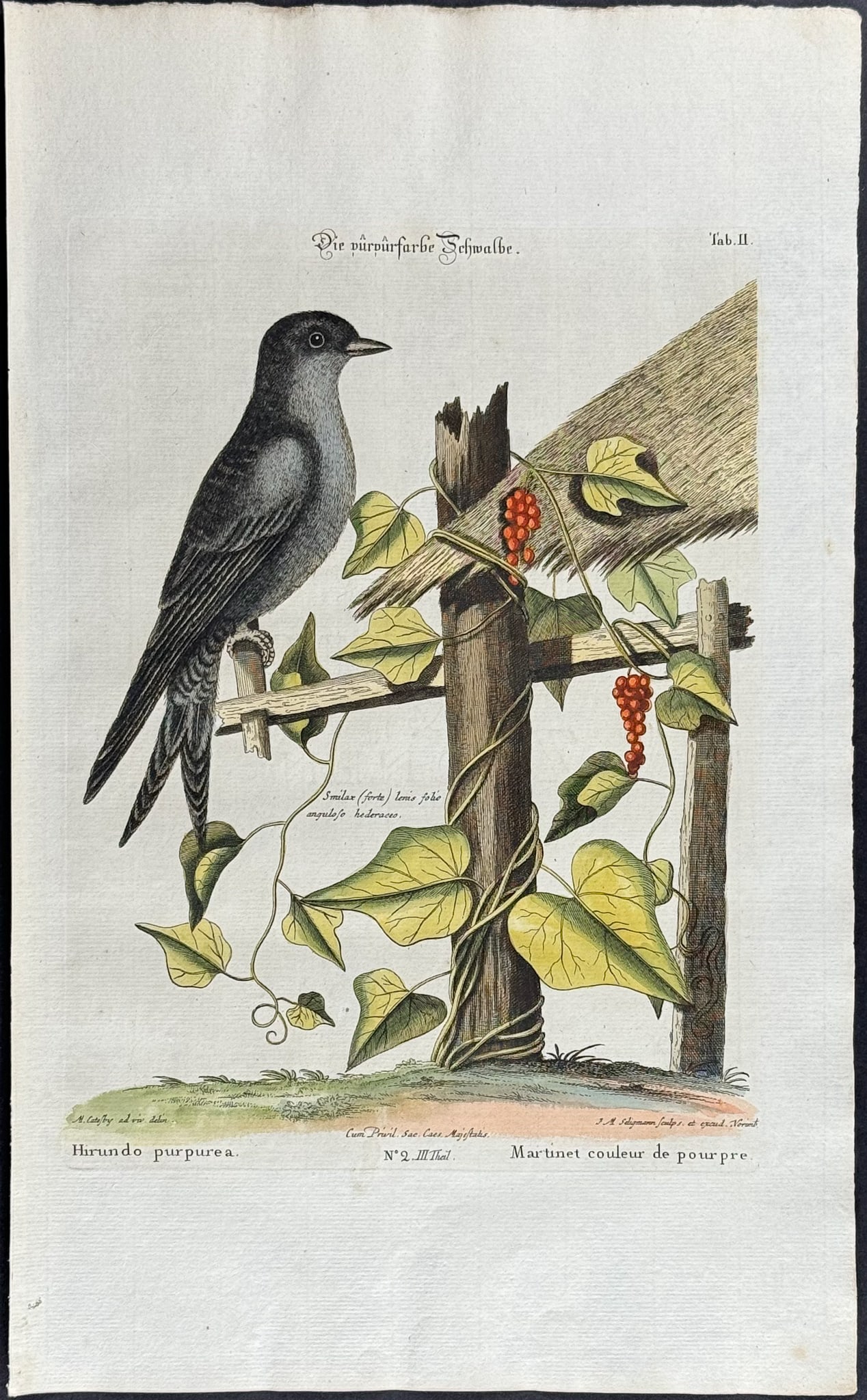 Catesby & Seligmann - Purple Martin. 2: Johann Seligmann created this wonderful folio work featuring the art of both George Edwards and Mark Catesby. Entitled Sammlung verschiedener auslandischer und seltener Vogel, the rare work features b