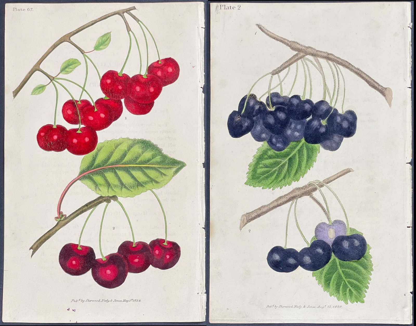 Brookshaw - 6 Cherry Lithographs: This charming fruit lithograph is from George Brookshaw's The Horticultural Repository containing Delineations of the Best Varieties of the Different Species of English Fruits. The work was published