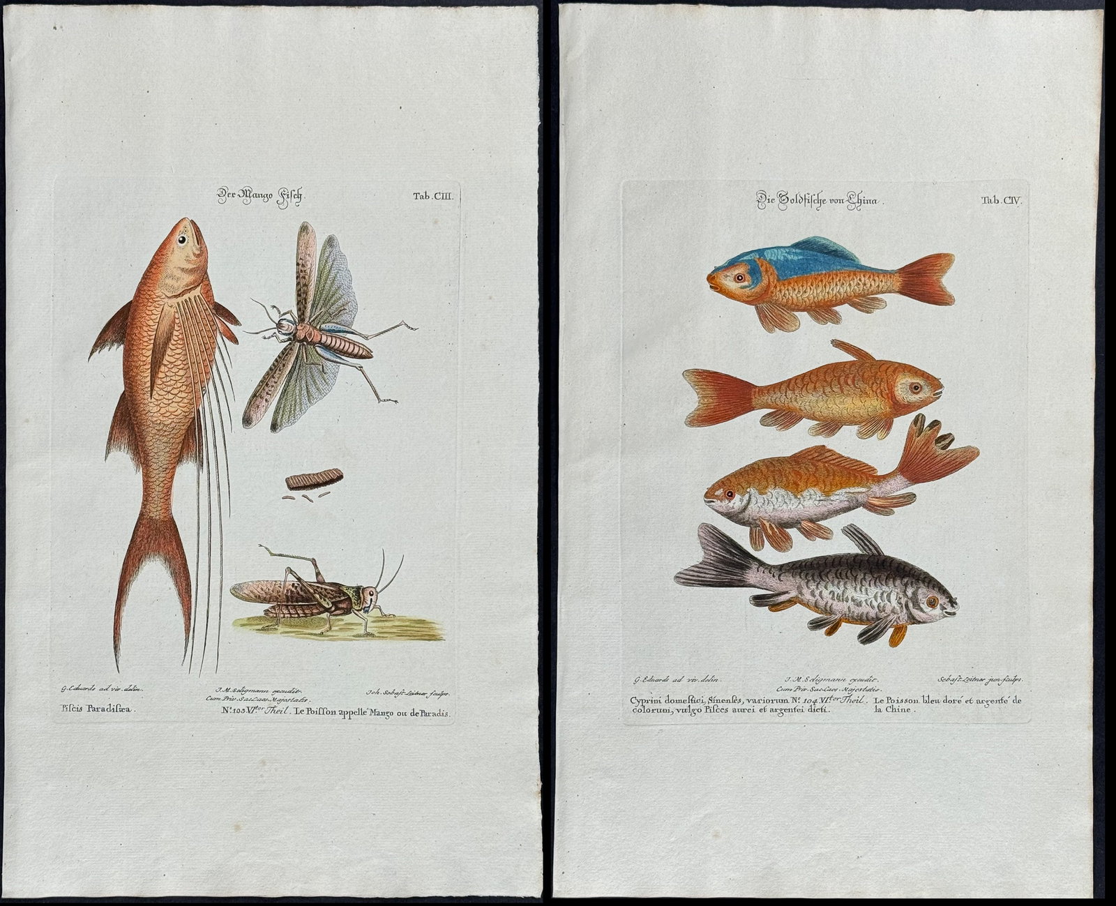 Edwards & Seligmann - 3 Fish Engravings: Johann Seligmann created this wonderful folio work featuring the art of both George Edwards and Mark Catesby. Entitled Sammlung verschiedener auslandischer und seltener Vogel, the rare work features b