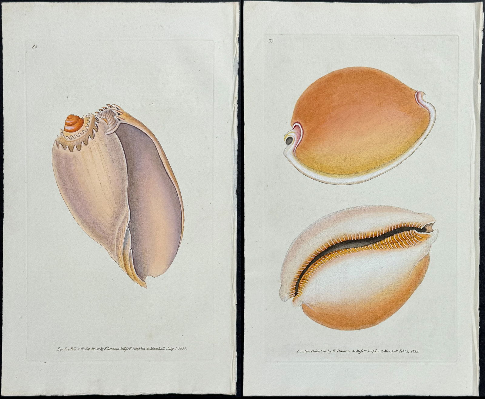 Donovan - Pair of Shell Engravings (1 of 3)