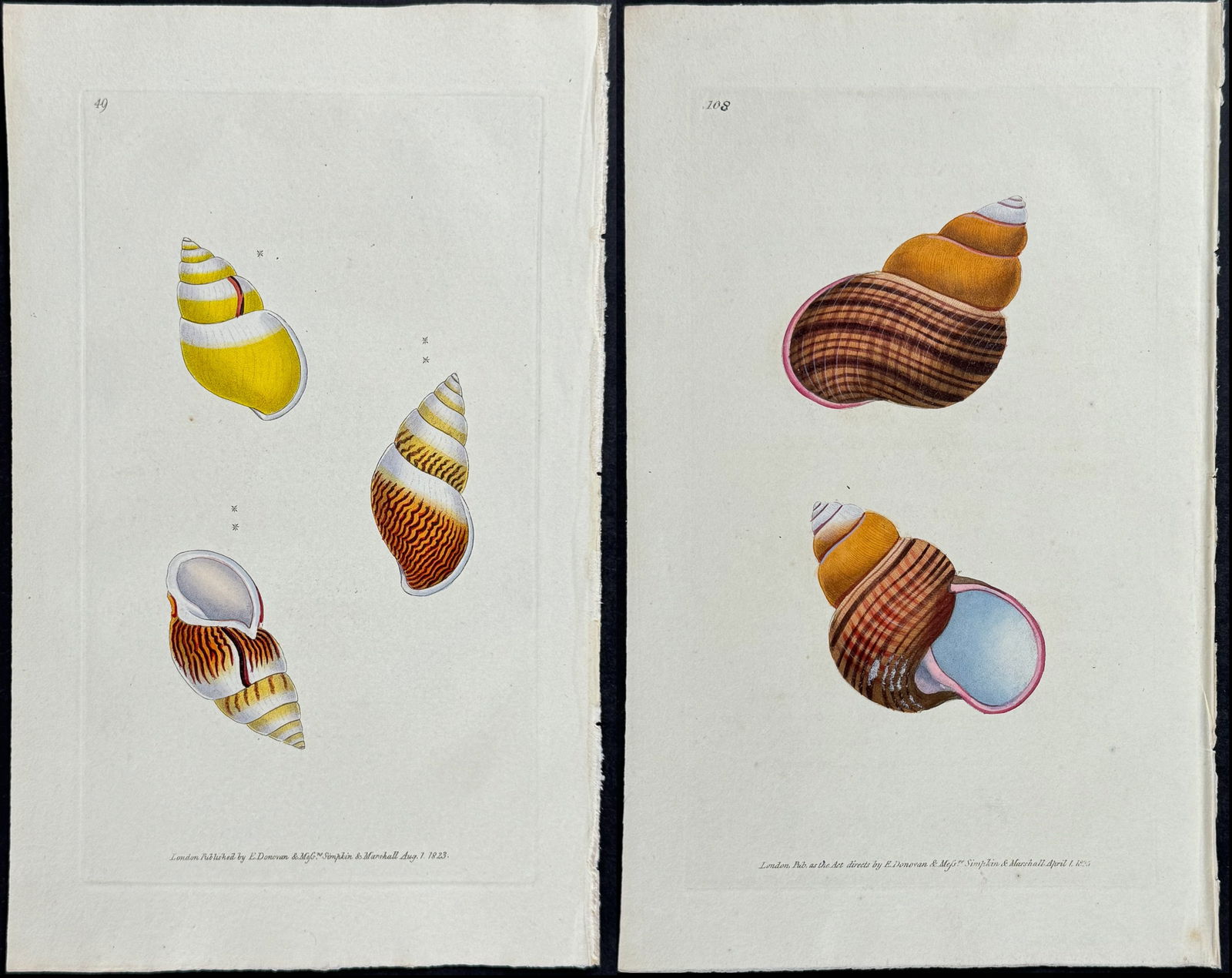 Donovan - 3 Snail or Helix Shell Engravings (1 of 4)