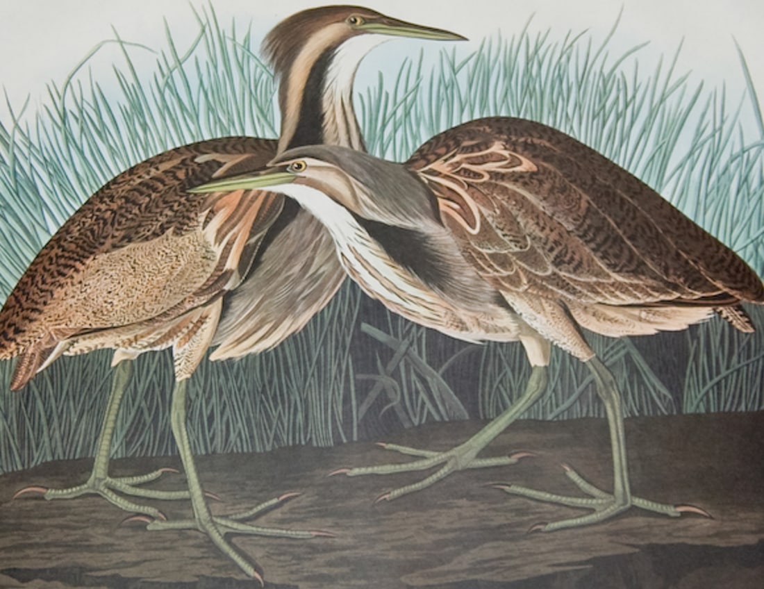Audubon, Amsterdam Ed - American Bittern. 337: This remarkable, elephant folio lithograph is from the Amsterdam Edition of John James Audubon?s The Birds of America. The work was published in Amsterdam and New York by Johnson Reprint Corporation a