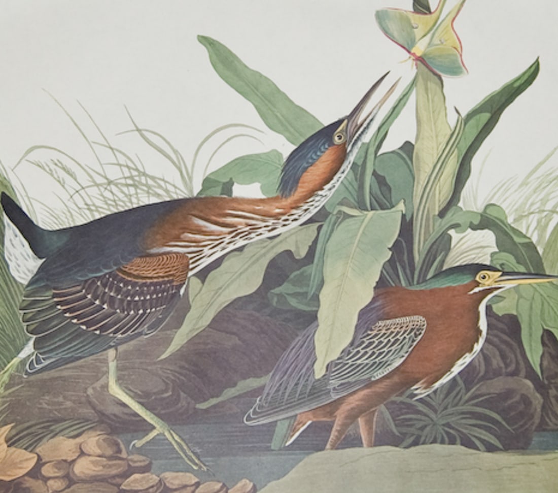 Audubon, Amsterdam Ed - Green Heron. 333 (1 of 2)