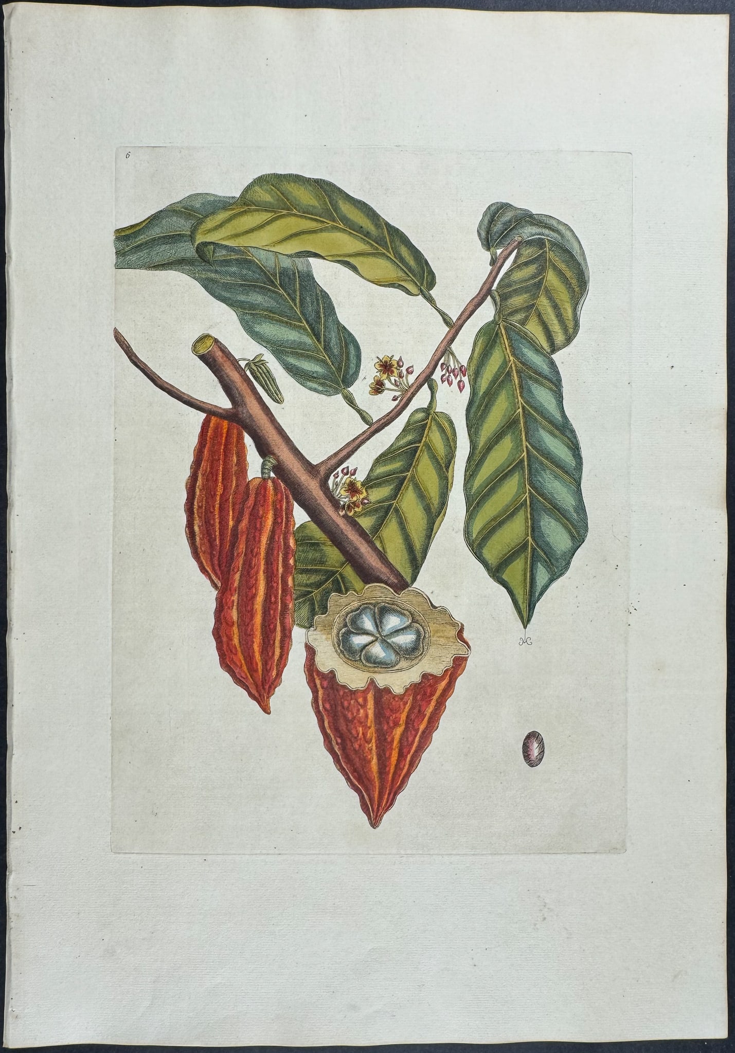 Catesby, Folio - Cacao Tree (Chocolate). Sup-6: We are pleased to offer this stunning originally hand-colored engraving from Mark Catesby?s The Natural History of Carolina, Florida and the Bahama Islands: Containing the Figures of Birds, Beasts, Fi