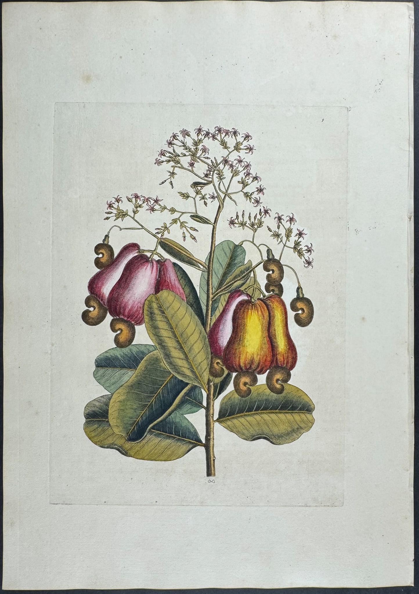 Catesby, Folio - Cushew Tree (Cashew). Sup-9: We are pleased to offer this stunning originally hand-colored engraving from Mark Catesby?s The Natural History of Carolina, Florida and the Bahama Islands: Containing the Figures of Birds, Beasts, Fi