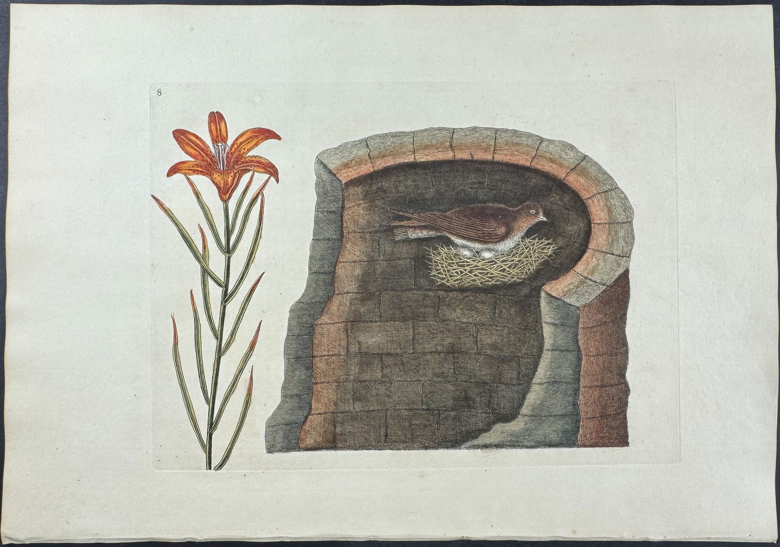 Catesby, Folio - American Swallow with Lily. Sup-8: We are pleased to offer this stunning originally hand-colored engraving from Mark Catesby?s The Natural History of Carolina, Florida and the Bahama Islands: Containing the Figures of Birds, Beasts, Fi